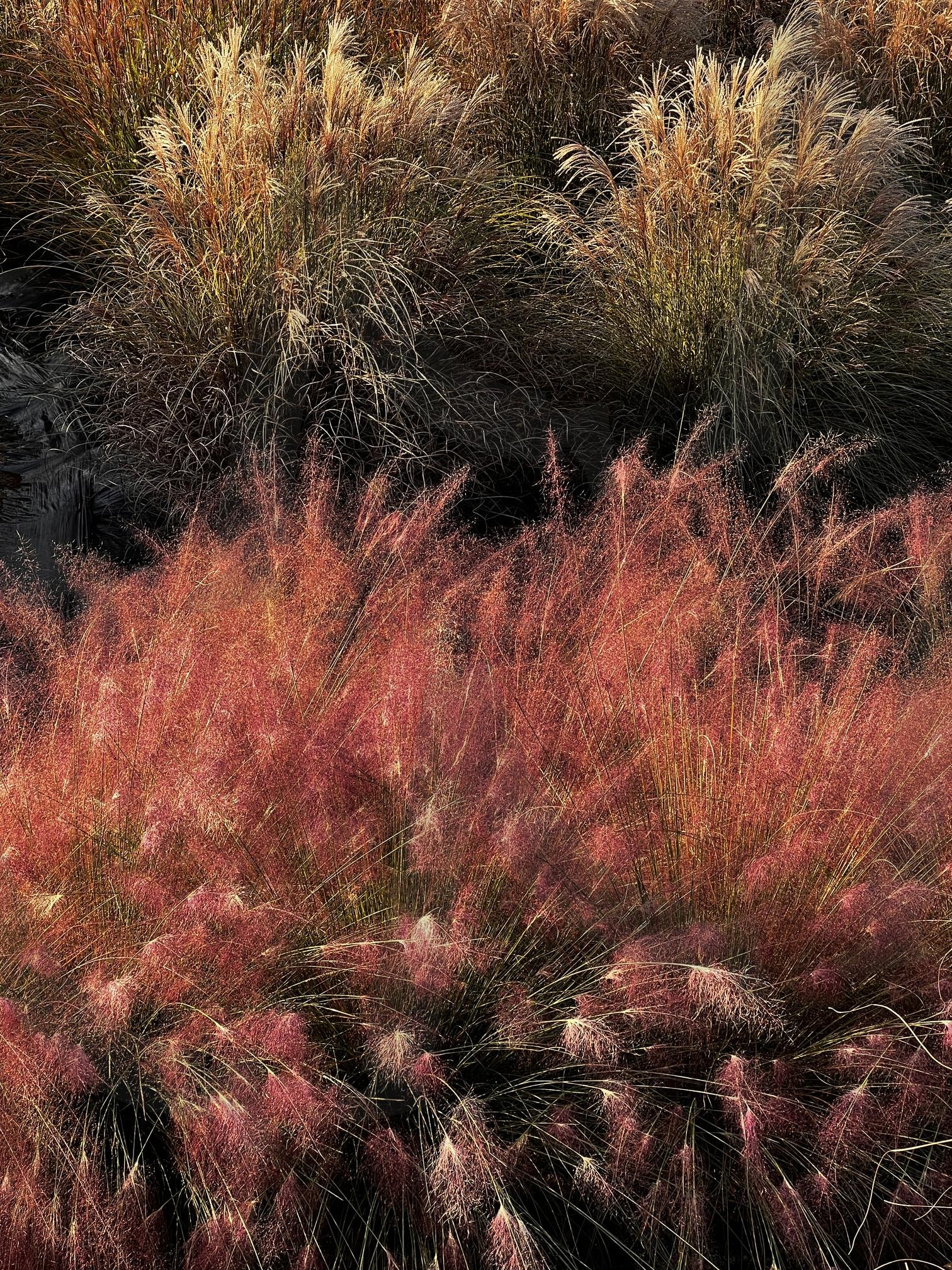 햇빛 아래 핑크빛으로 물든 억새밭 | 억새, 핑크뮬리, 가을, 자연, 풍경, 햇빛, 석양, 핑크색, 은빛, 억새밭 | 스탠바이 STANDBUY 디지털 콘텐츠