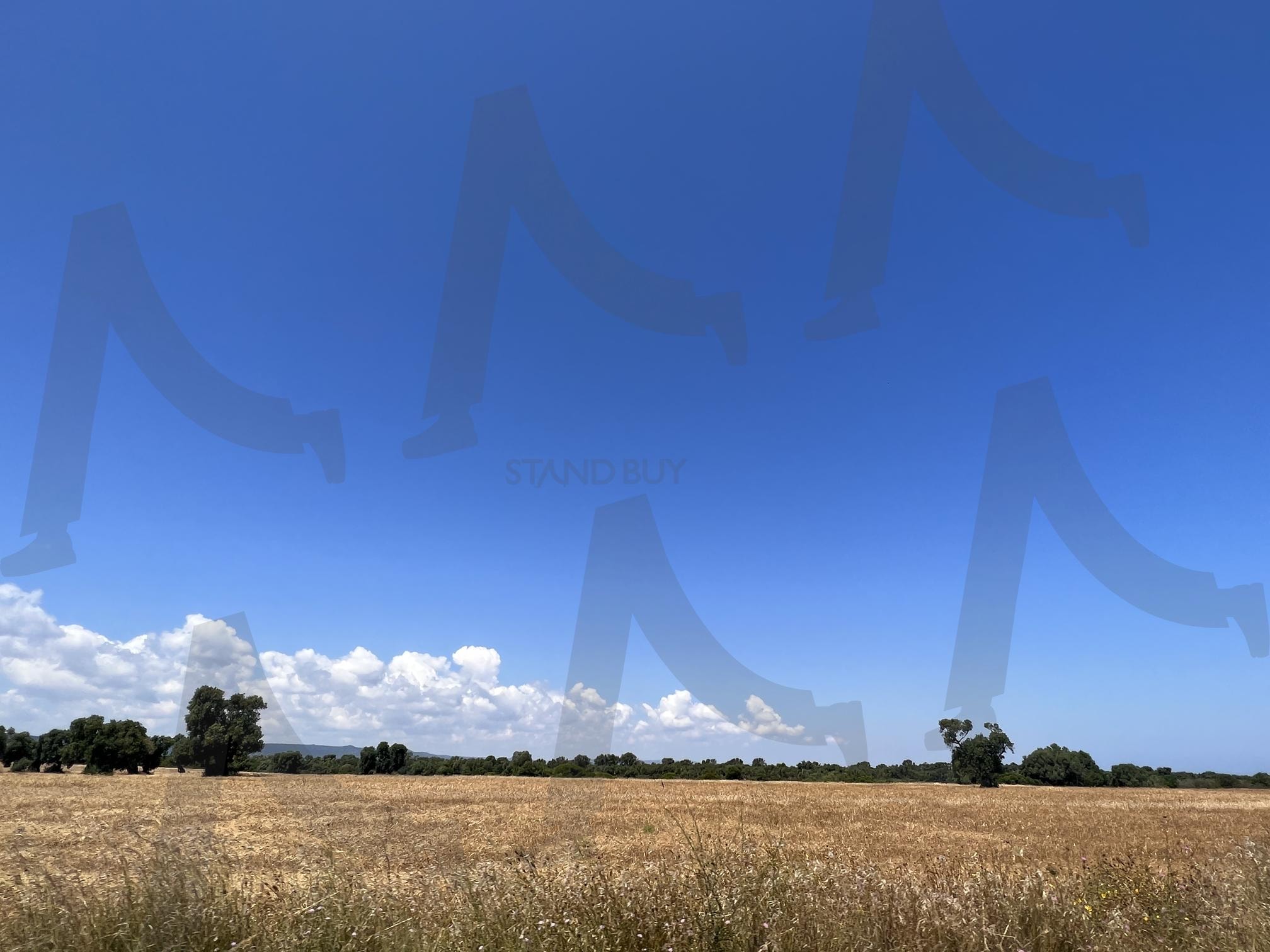 푸른 하늘 아래 넓게 펼쳐진 황금색 들판 | 들판, 황금색, 푸른 하늘, 자연, 풍경, field, Golden, blue sky, nature | 스탠바이 STANDBUY 디지털 콘텐츠