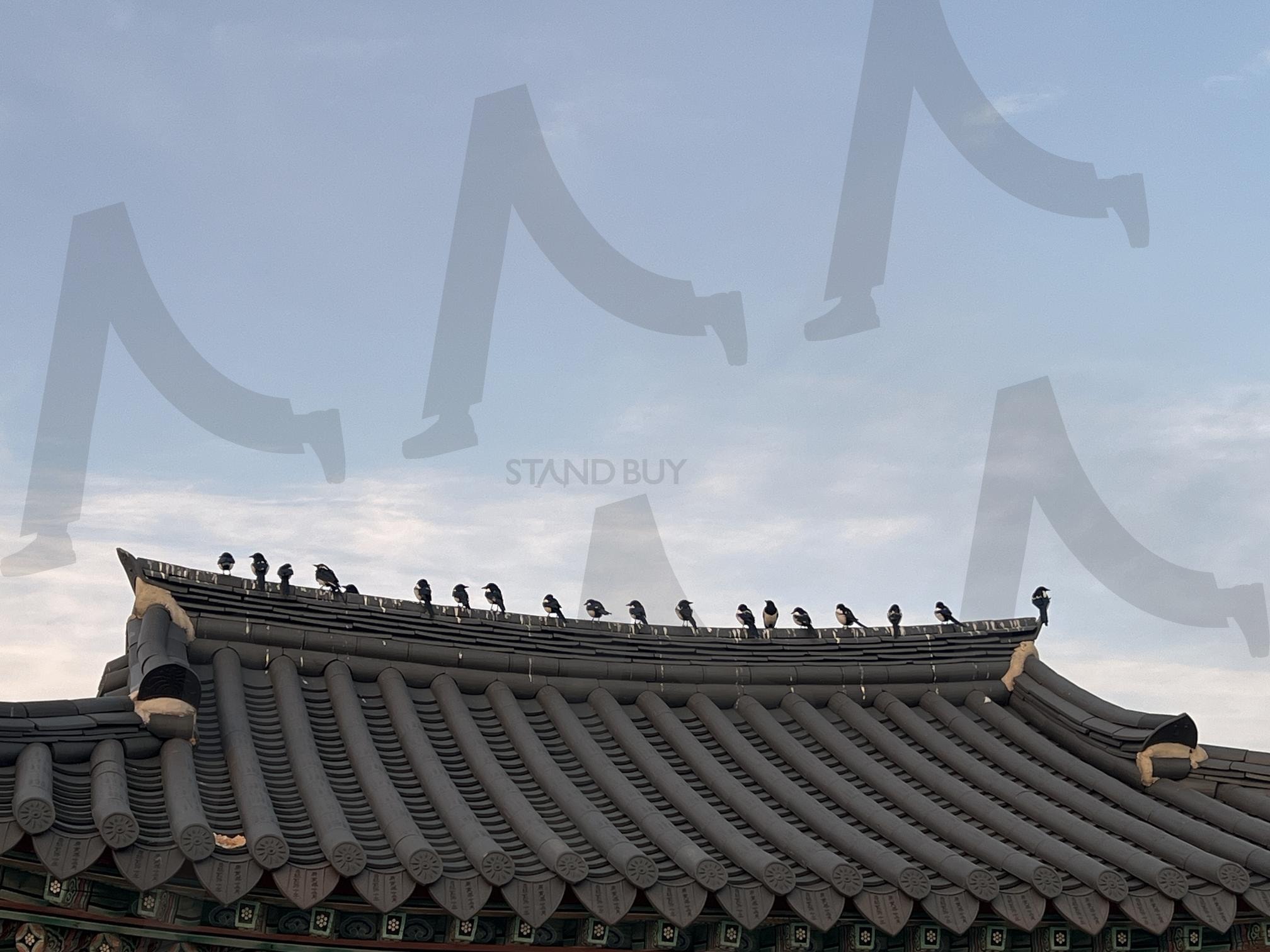 기와지붕 위의 까치들 | 까치, 기와지붕, 용마루, 전통 건축, 하늘, 새, 조류 | 스탠바이 STANDBUY 디지털 콘텐츠