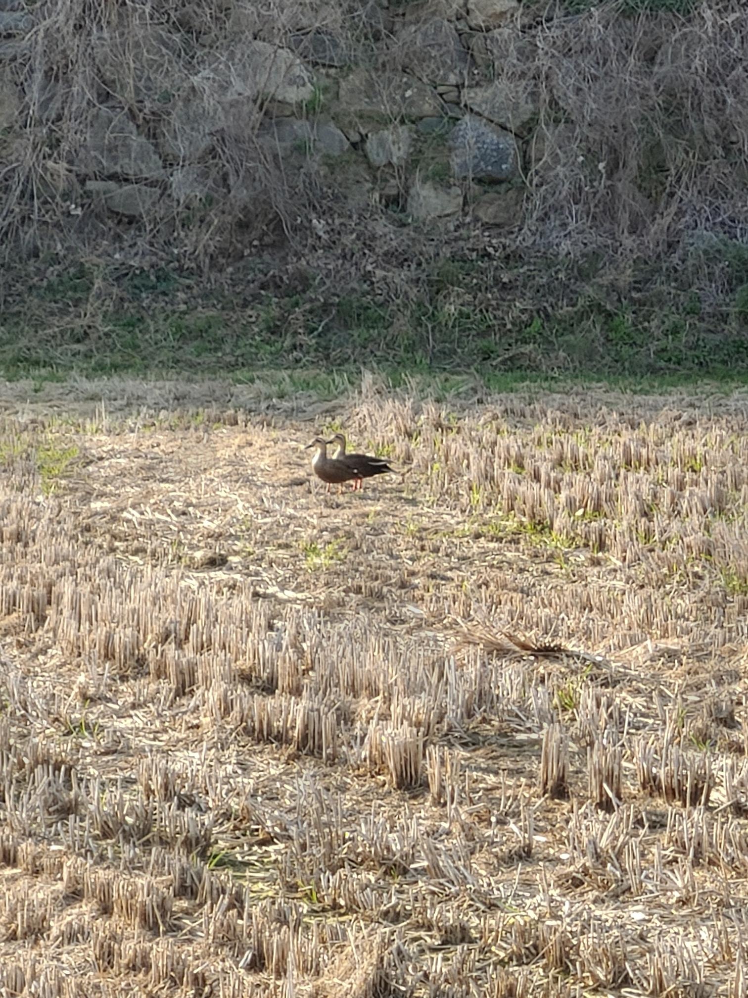 마른 풀밭 위의 인도점박이오리 | 인도점박이오리, 오리, 새, 동물, 마른 풀밭, 들판, 자연, 야생, 갈색, 검은색 | 스탠바이 STANDBUY 디지털 콘텐츠