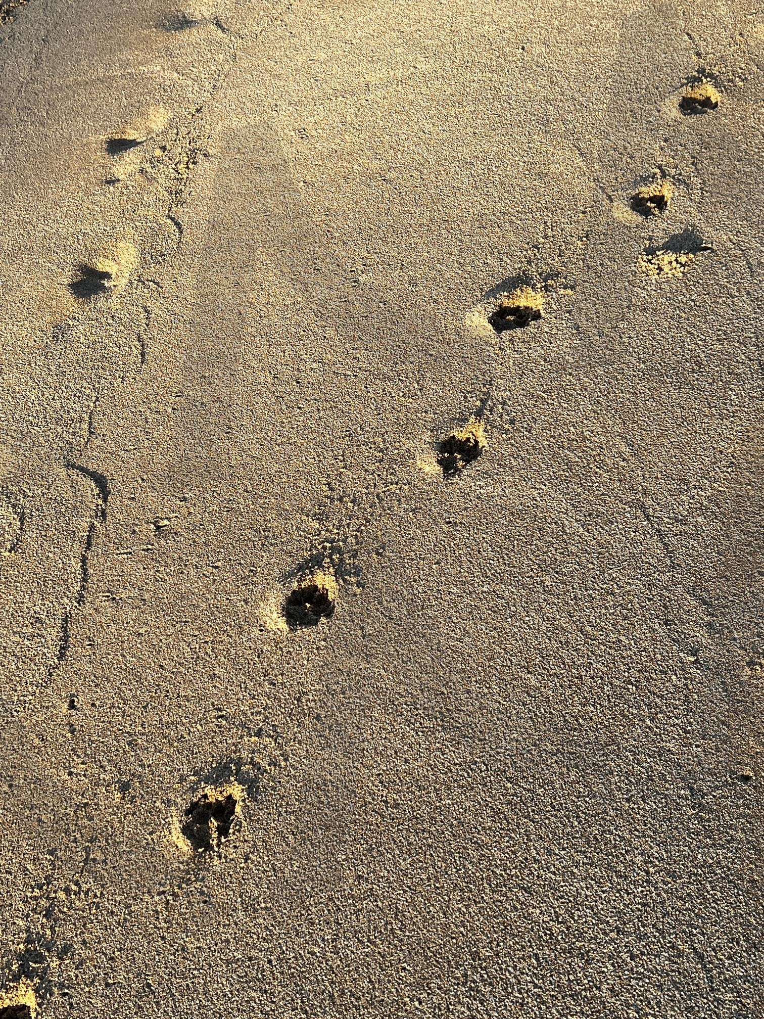 모래 위의 발자국 | 모래, 발자국, 흔적, 햇빛, 모래사장, 땅, 야외, 자연, 질감 | 스탠바이 STANDBUY 디지털 콘텐츠