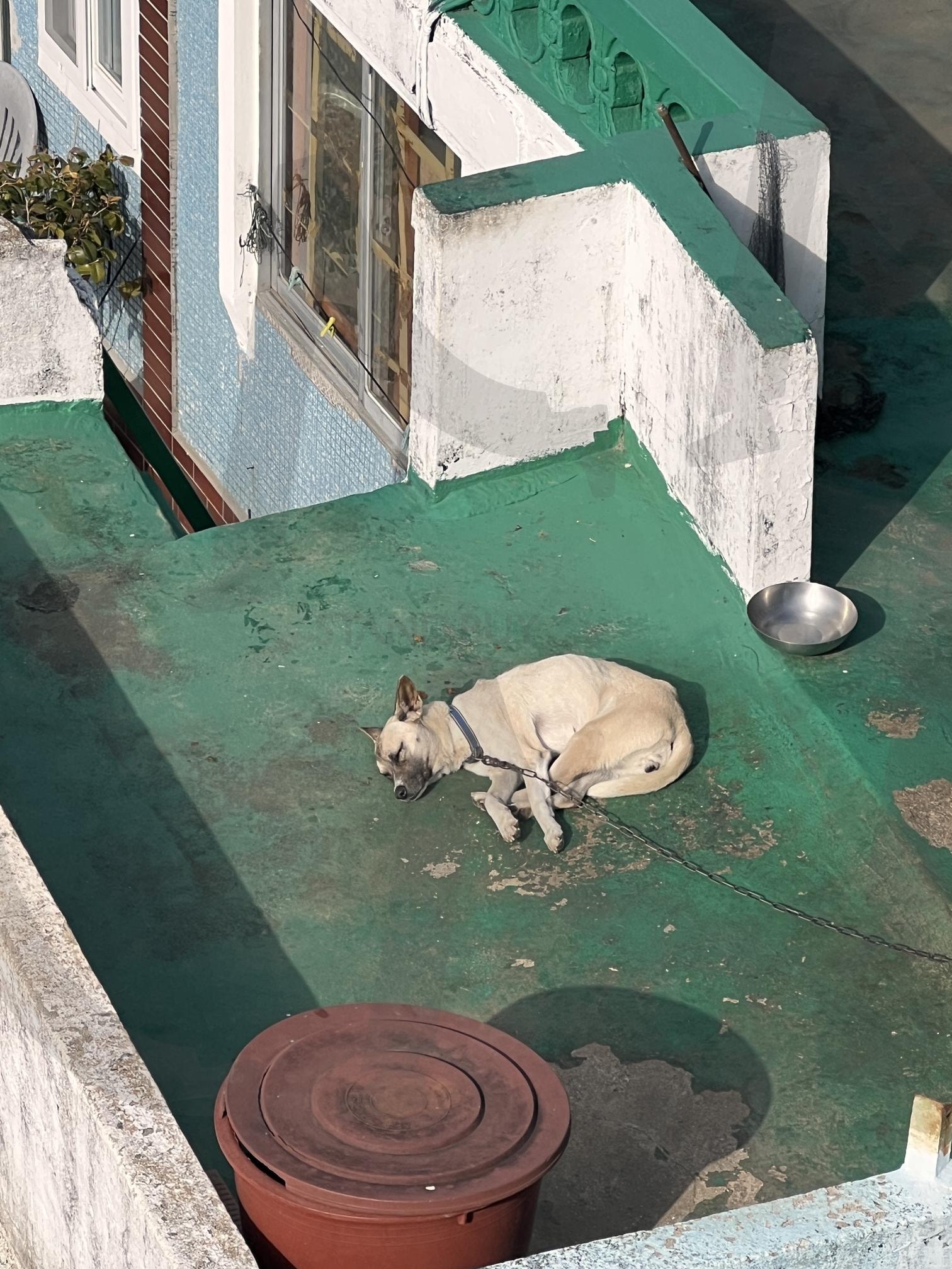 옥상에서 잠든 강아지 | 강아지, 개, 잠, 옥상, 햇볕, 동물, 휴식 | 스탠바이 STANDBUY 디지털 콘텐츠