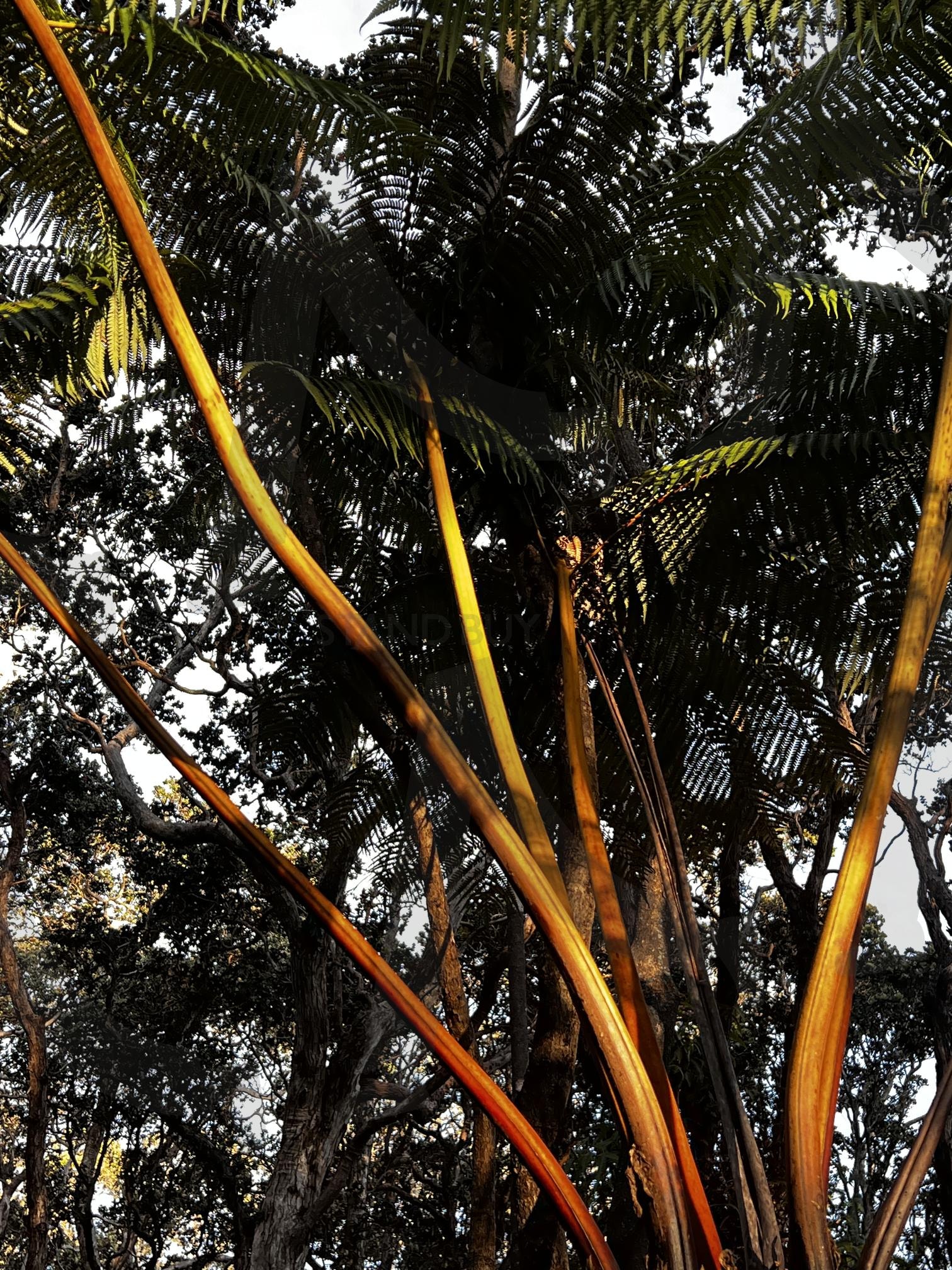 햇빛 아래 빛나는 나무 줄기 | 줄기, 숲, 햇빛, 붉은 갈색, 식물, 자연, 빛, 어둠, 잎사귀, 나무줄기 | 스탠바이 STANDBUY 디지털 콘텐츠