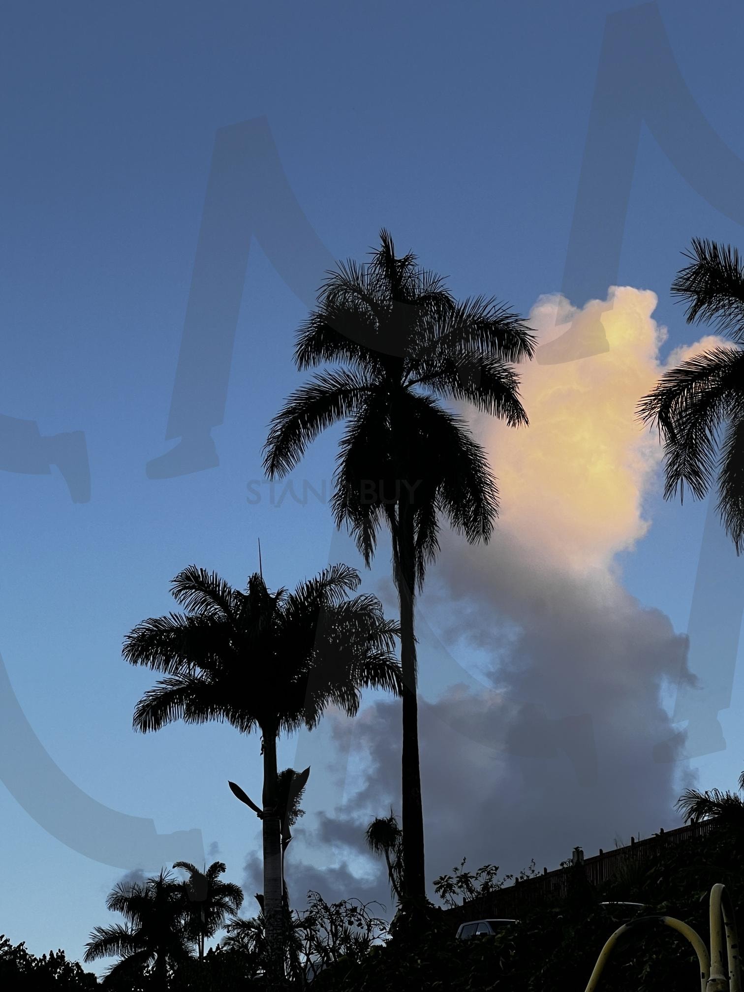 저녁 하늘 아래 야자수 실루엣 | 야자수, 실루엣, 저녁, 하늘, 구름, 어둠, 열대, 자연, 풍경, 어스름 | 스탠바이 STANDBUY 디지털 콘텐츠