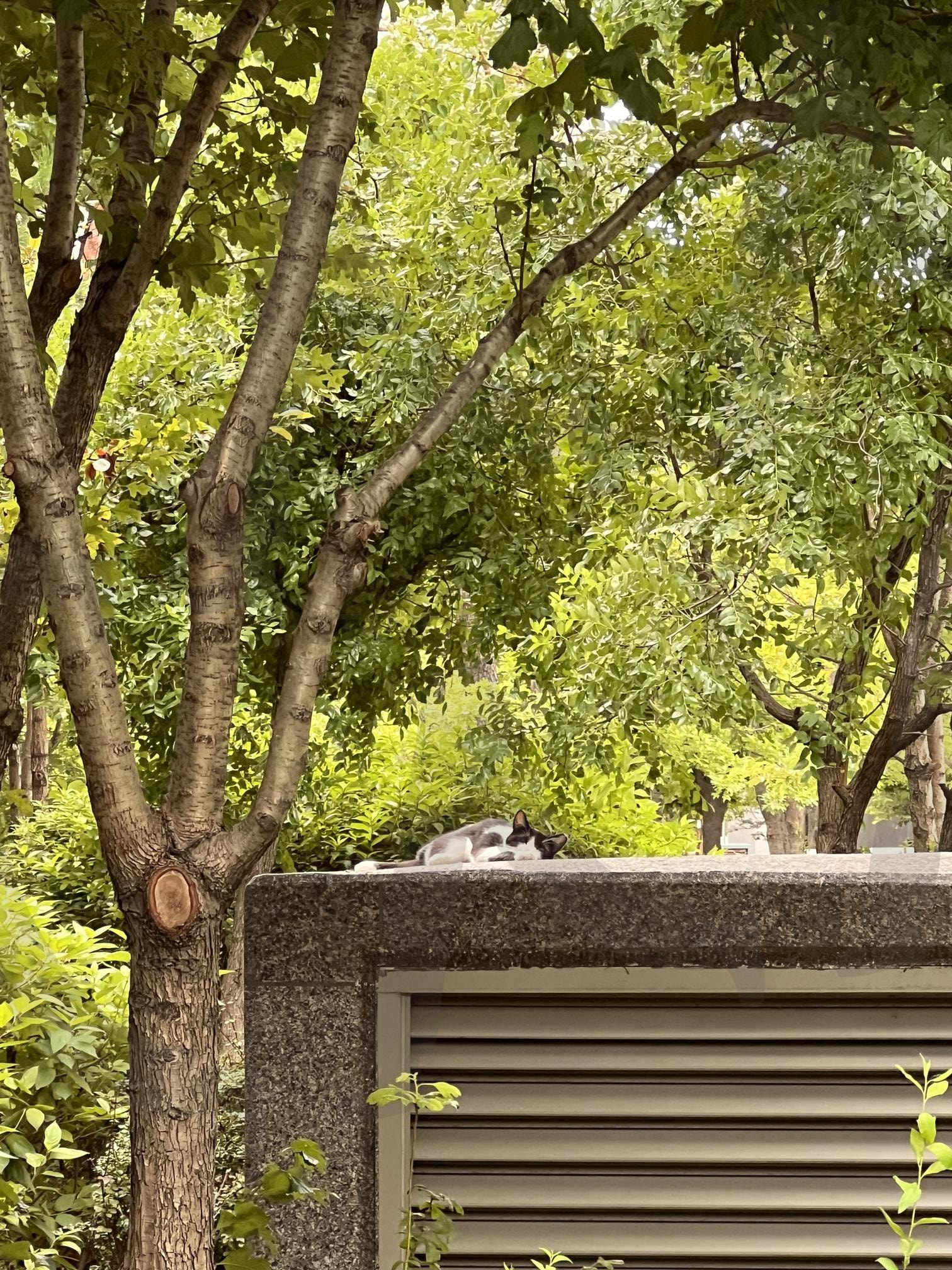 돌담 위에서 잠든 얼룩 고양이 | 고양이, 잠, 휴식, 돌담, 나무, 그늘, 얼룩 고양이, 동물, 평화로운, 자연 | 스탠바이 STANDBUY 디지털 콘텐츠