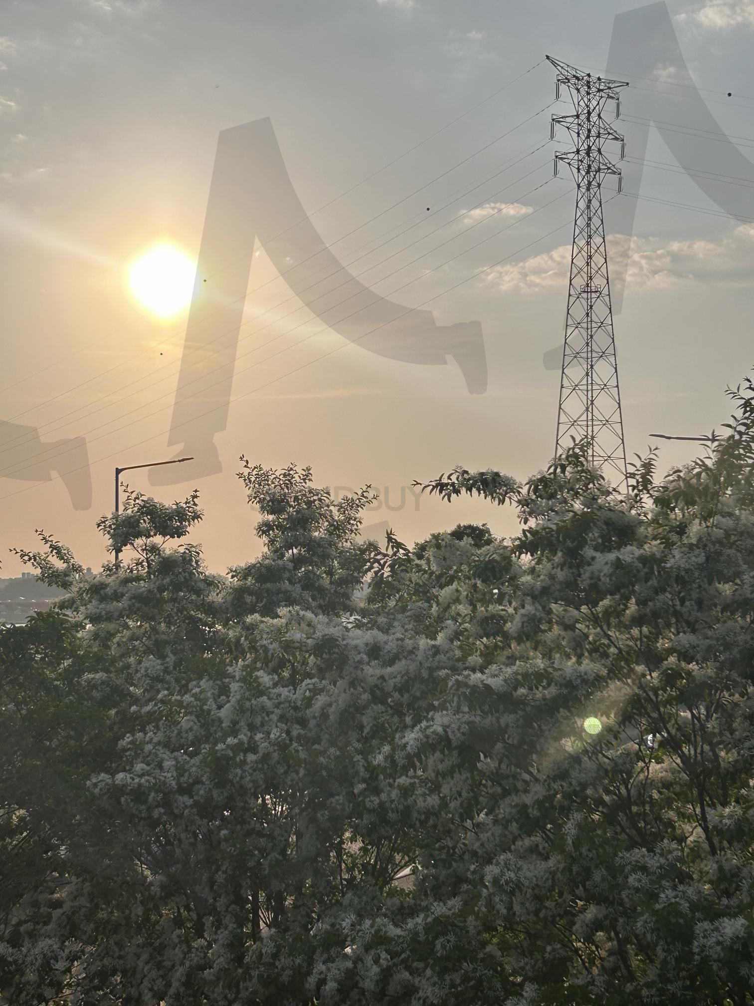 노을을 보며 | 노을, 순수한아름다움, 흰색꽃, 따스한빛, 감성사진, 햇살, 부드러운분위기, 석양, 자연미, 여유로운순간, 평화로운, 빛과그림자, 따스한색감, 꽃과하늘, 해질녘, 감성풍경, 노을빛, 잔잔한분위기, 몽환적인, 봄분위기, 자연속힐링, 로맨틱, 꽃길 | 스탠바이 STANDBUY 디지털 콘텐츠