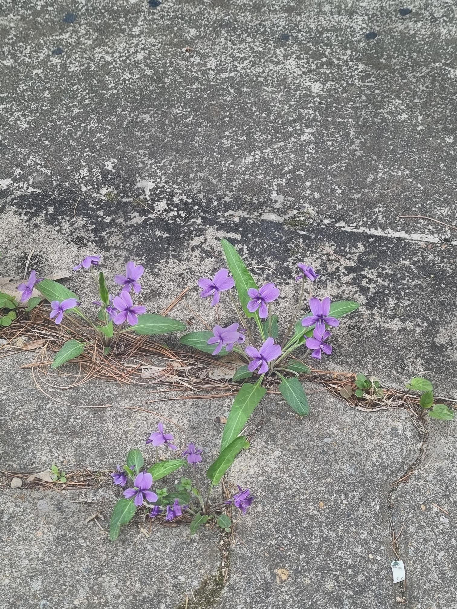 거친 틈에서도 피어나는 나의 봄 | 제비꽃, 돌 틈, 길, 생명력, 봄꽃, 자연 | 스탠바이 STANDBUY 디지털 콘텐츠