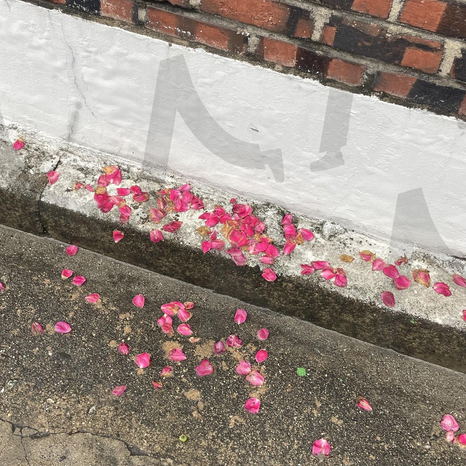 5월이 지나가는 때에 장미 꽃길 May Rose | 비, 장미, 벽돌, 감성, korea, rose, rainy, day | 스탠바이 STANDBUY 디지털 콘텐츠