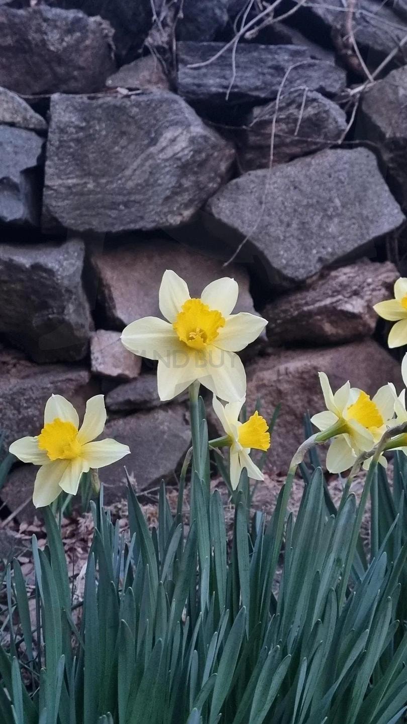 수선화 | 봄, 수선화, 꽃, 감성, 자연 | 스탠바이 STANDBUY 디지털 콘텐츠