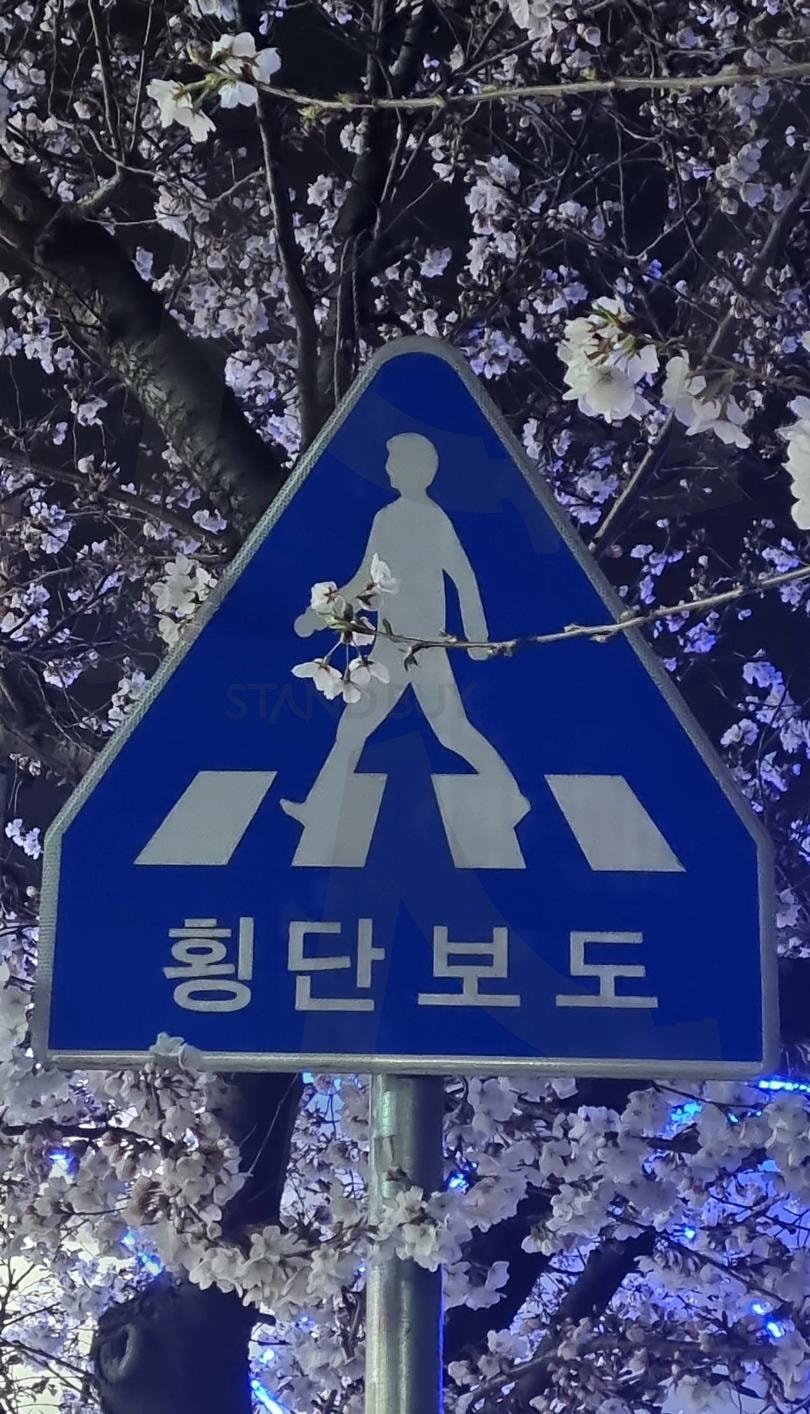 밤산책 | 벚꽃, 밤, 산책, 표지판, 사람표지판, 꽃을 든 사람, 사람 | 스탠바이 STANDBUY 디지털 콘텐츠