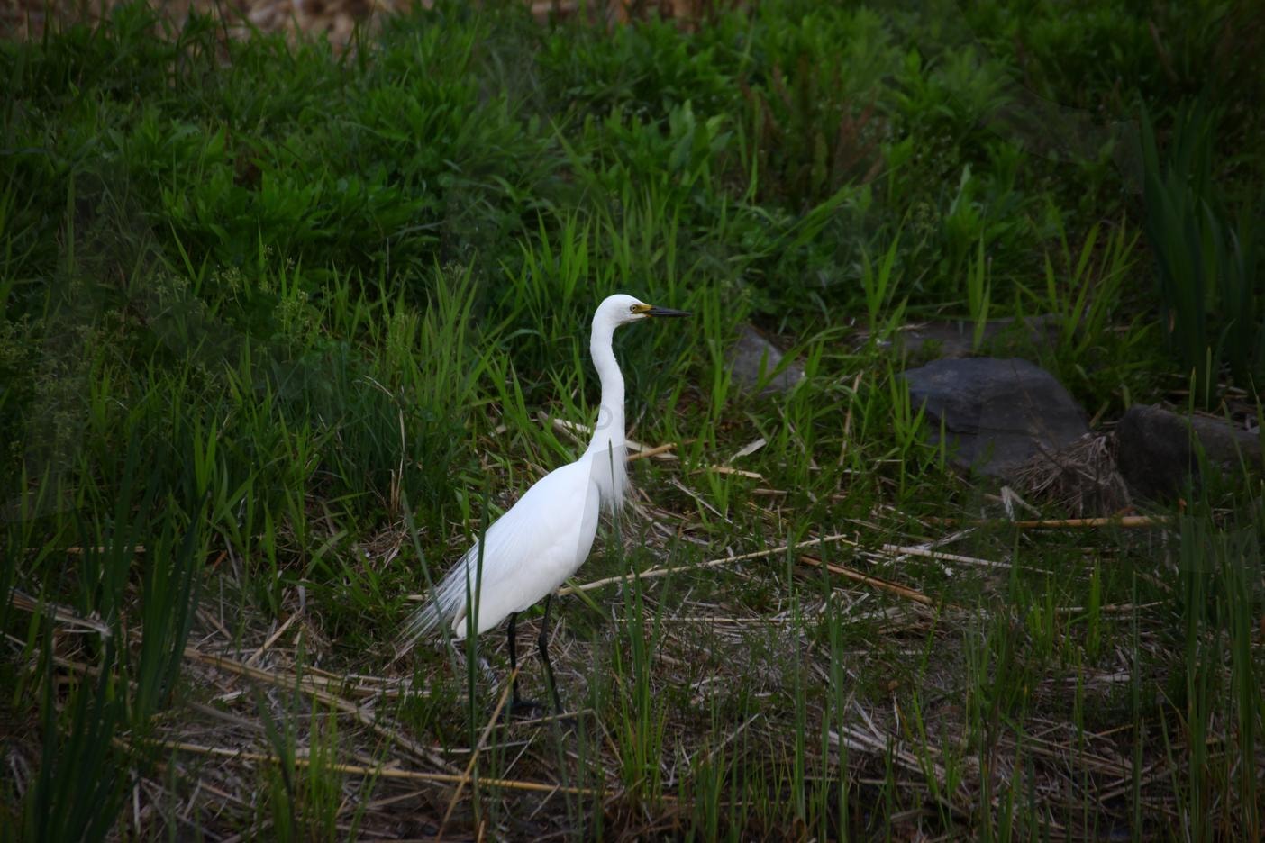 중백로 | 중백로, 삶, 사진, 비교, 고독, 근심 | 스탠바이 STANDBUY 디지털 콘텐츠