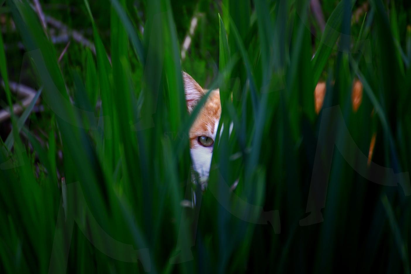풀숲의 눈빛 | 고양이, 눈빛, 풀숲, 사진, 삶 | 스탠바이 STANDBUY 디지털 콘텐츠