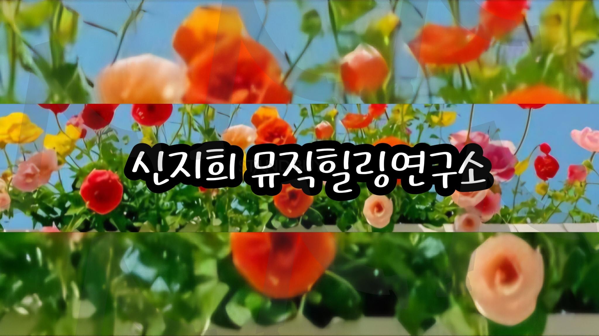 신지희뮤직힐링연구소 | 신지희뮤직힐링연구소, 유튜버, 검색, 구독, 좋아요는 사랑입니다. | 스탠바이 STANDBUY 디지털 콘텐츠