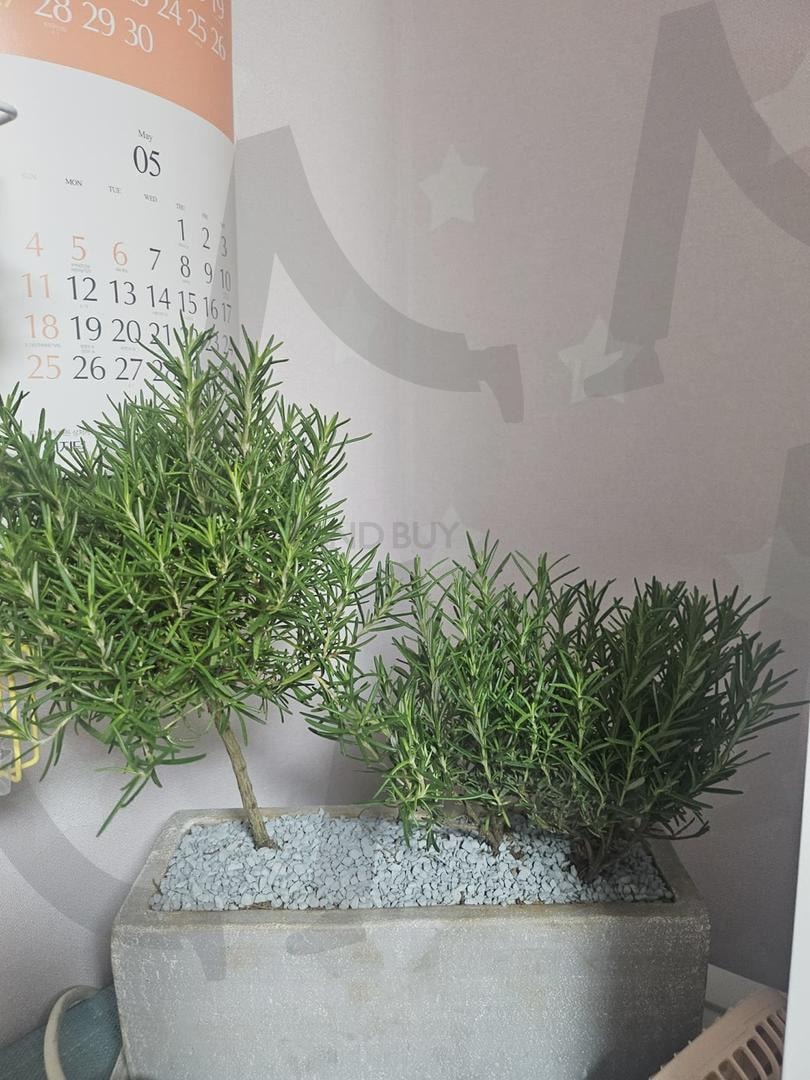 내 생애 첫 식물키우기 | 로즈마리, 식물, 키우기, 자연과벗삼기, 나도 나이를 먹는구나, 이게 세상의 이치야 | 스탠바이 STANDBUY 디지털 콘텐츠