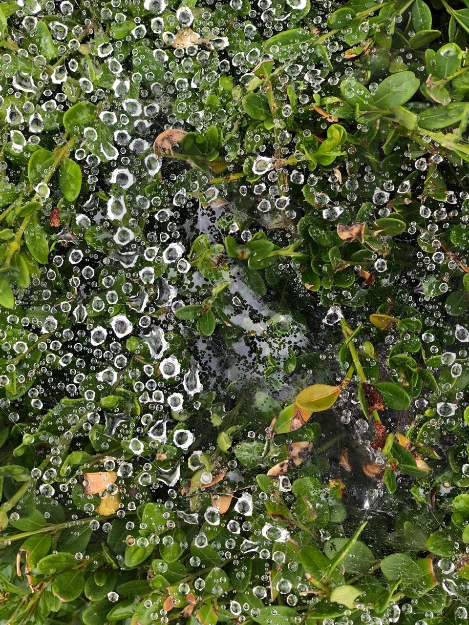 식물 개울 시냇물 물풀 | 식물, 자연, 시냇가, nature, 풀 | 스탠바이 STANDBUY 디지털 콘텐츠