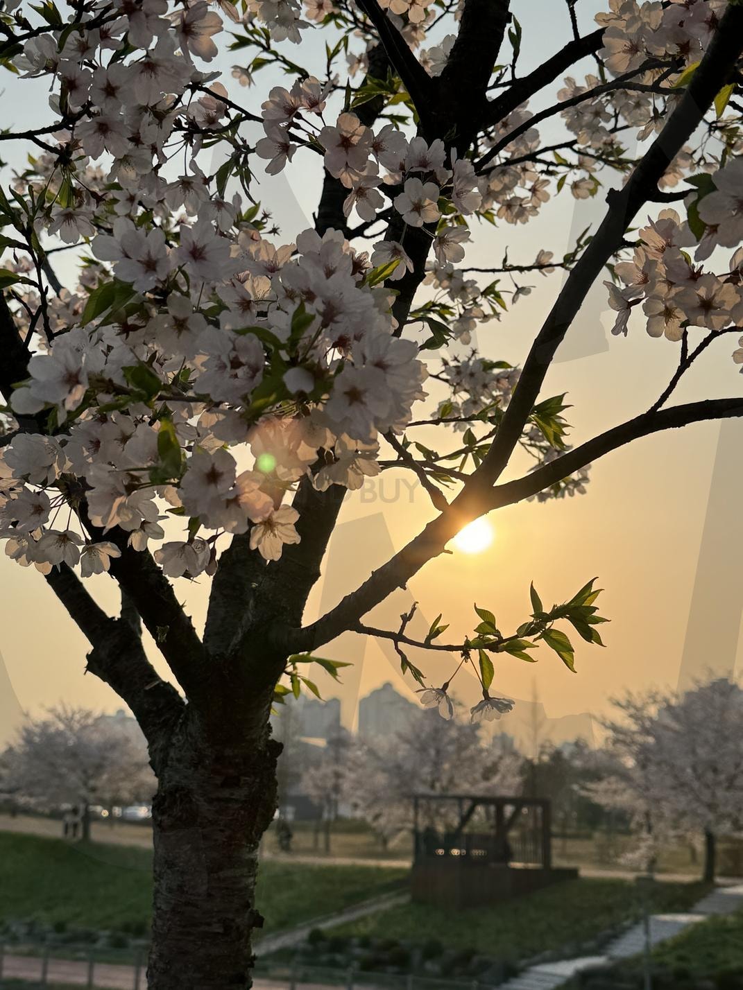 Korean Food and Scenery – Cozy Moments in Seoul” | korean food, traditional meal, street food, Tteokbokki, hanok house, Rainy Window, cozy cafe, seoul night, warm lighting, vintage korean style | 스탠바이 STANDBUY 디지털 콘텐츠