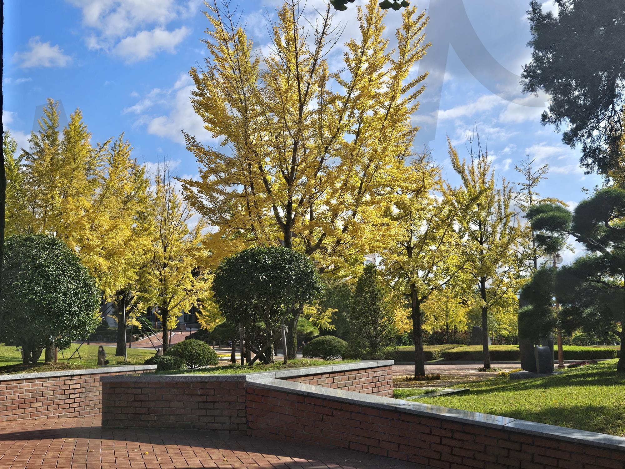 가을 캠퍼스 풍경 | 대구, 계명대, 학교, 캠퍼스, 가을, 단풍, 하늘, 풍경, 경치, 맑은, 강의, 공부, 구름, 썸네일 | 스탠바이 STANDBUY 디지털 콘텐츠