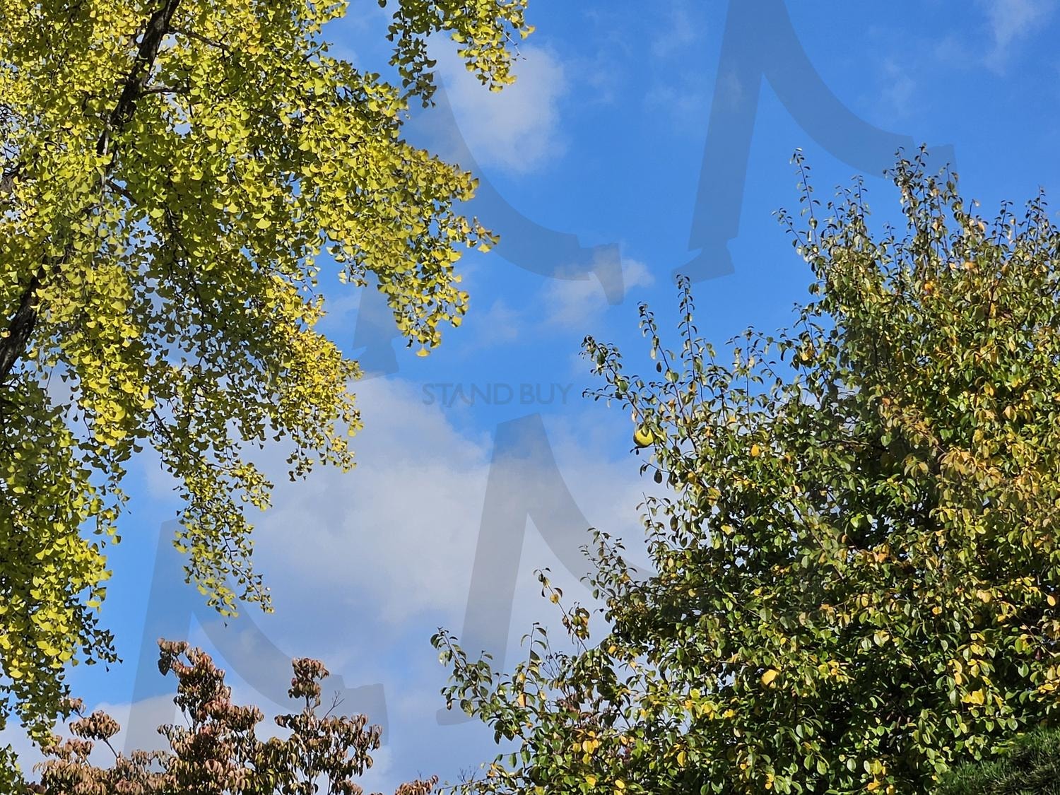 여름의 화창함 | 푸릇함, 화창함, 날씨, 여름, 나무, 하늘, 구름, 풍경, 나뭇잎, 썸네일 | 스탠바이 STANDBUY 디지털 콘텐츠