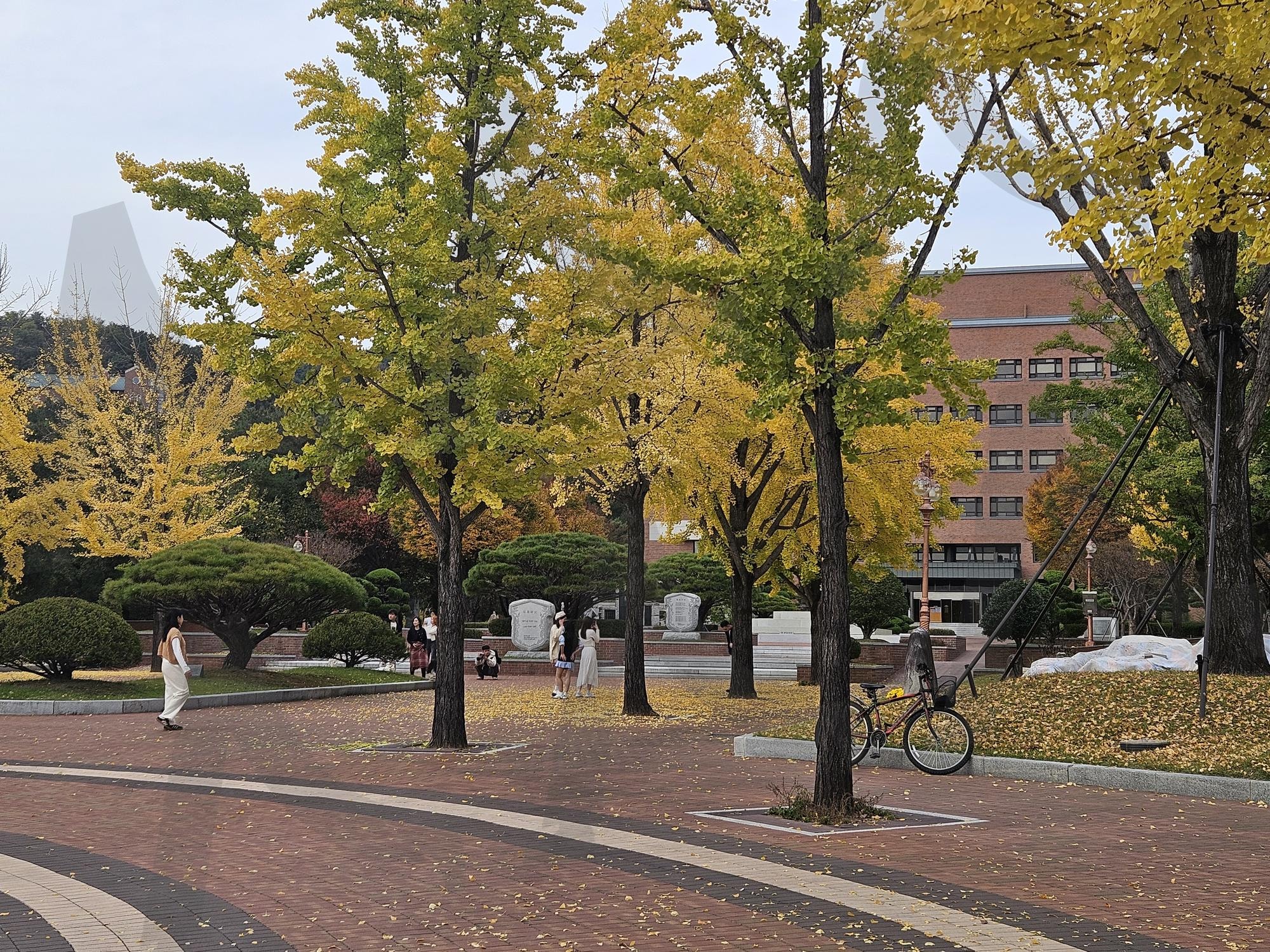 대학 캠퍼스의 가을 | 가을, 단풍, 산책, 풍경, 나무, 캠퍼스, 대학, 학교, 썸네일 | 스탠바이 STANDBUY 디지털 콘텐츠