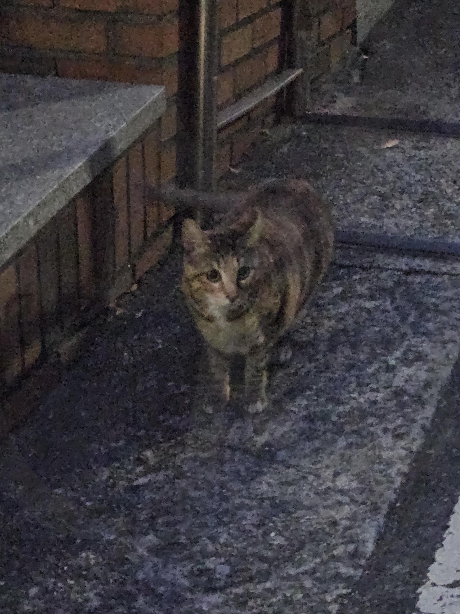 길 고양이 | 저녁, 고양이, 친근함, 귀여움, 겁보, 길고양이, 길양이, 겁먹은 | 스탠바이 STANDBUY 디지털 콘텐츠