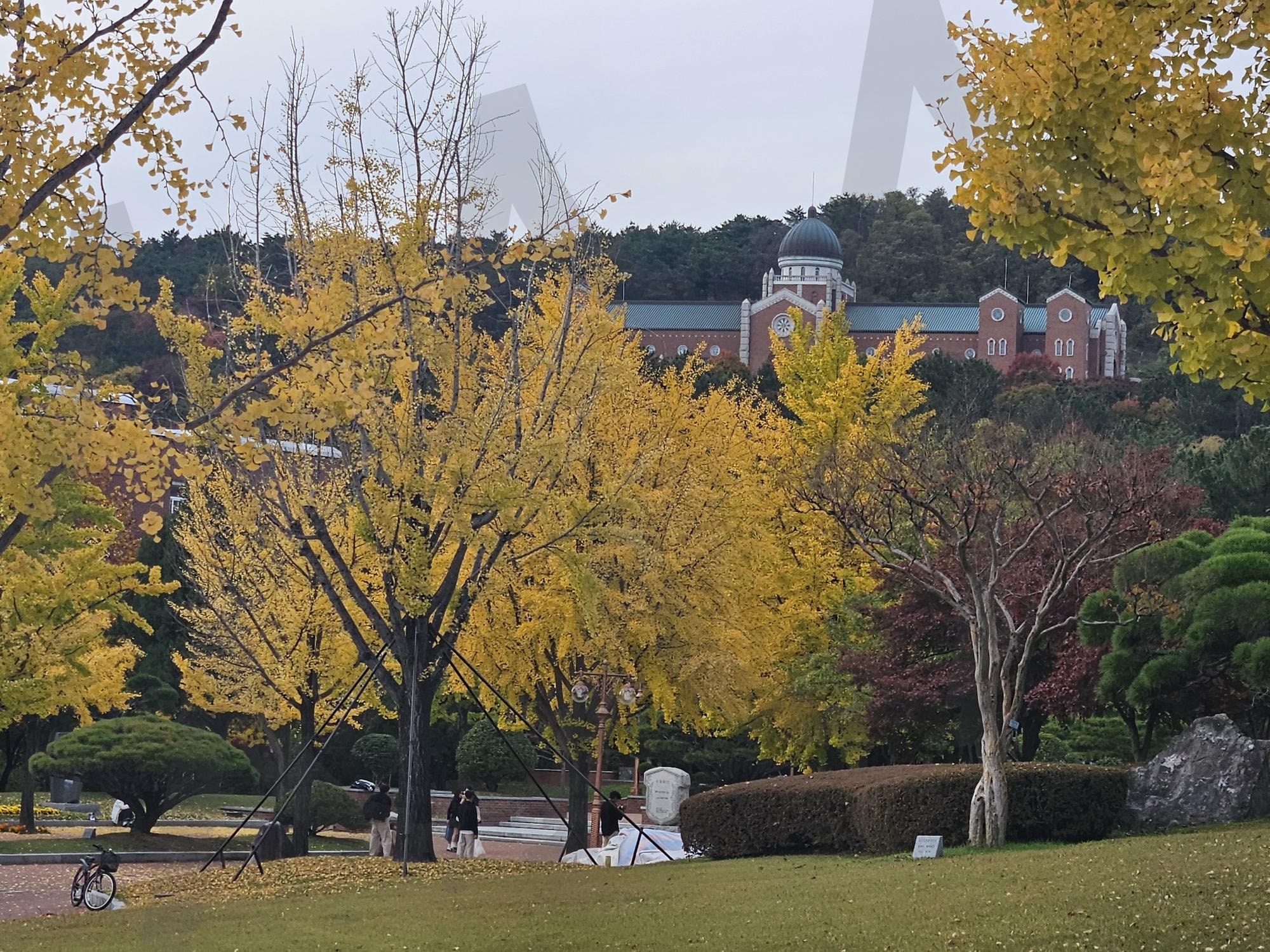 단풍 나무 | 단풍, 경치, 풍경, 아름다움, 자연, 학교, 산책, 썸네일 | 스탠바이 STANDBUY 디지털 콘텐츠