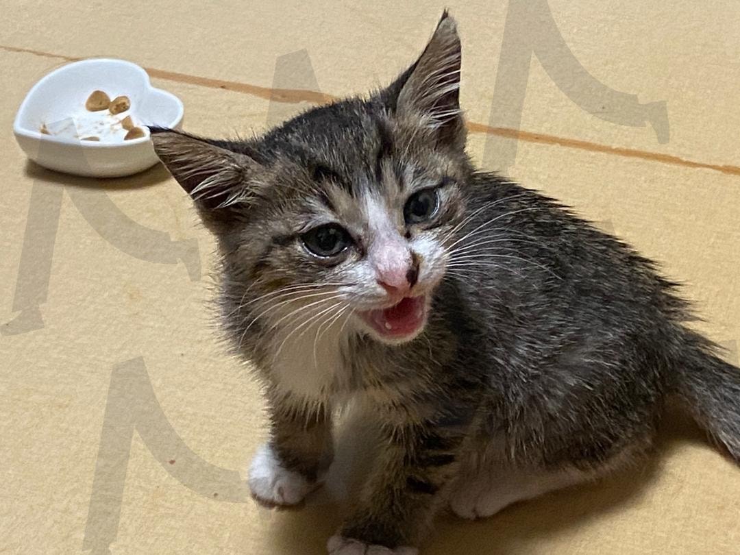 고양이 보호하기 | 아기, 고양이, 귀여운, 무해한, 작은, 새끼, 새끼 고양이, 보호, 썸네일 | 스탠바이 STANDBUY 디지털 콘텐츠