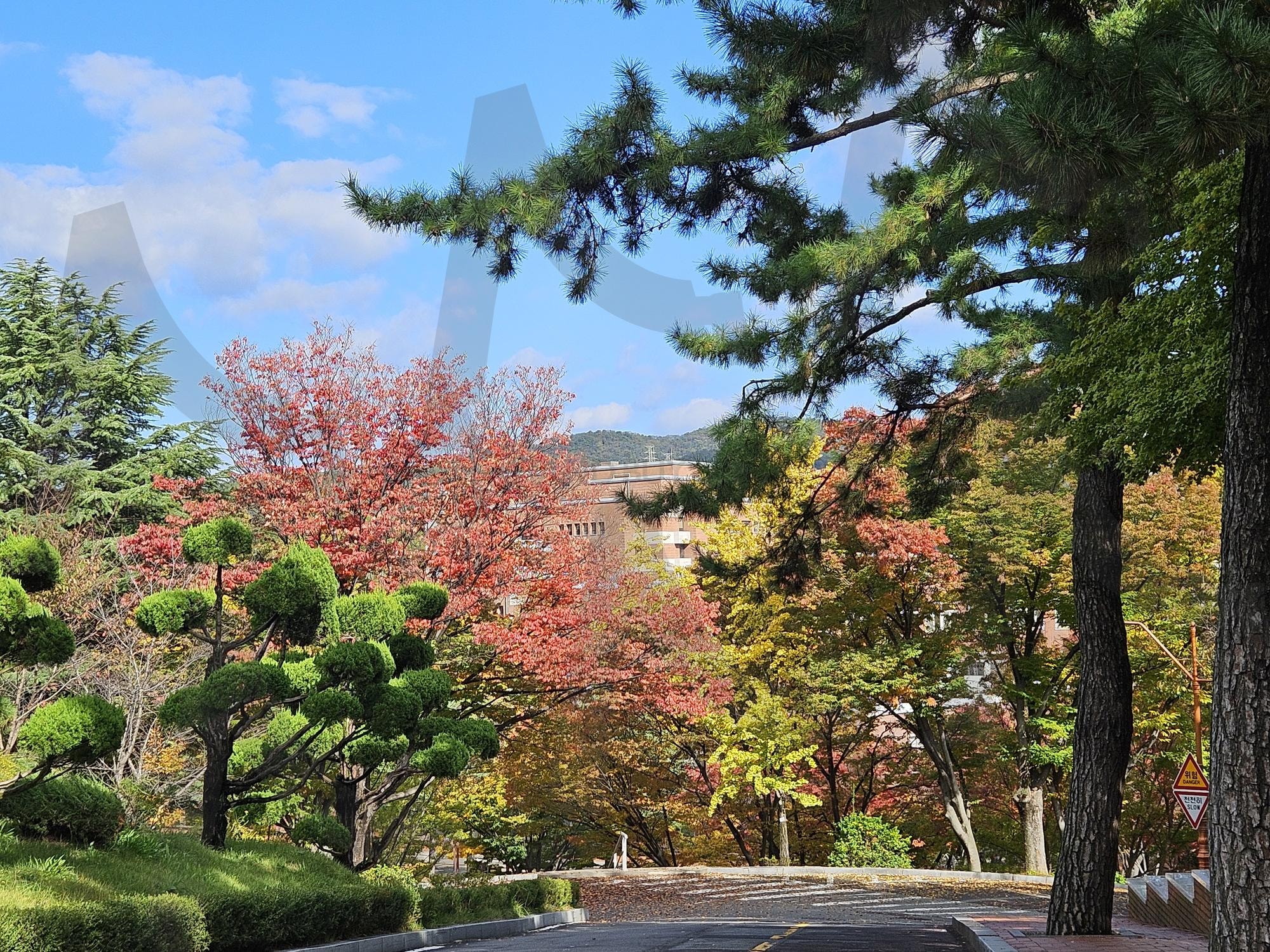 가을 캠퍼스 풍경 | 대구, 캠퍼스, 계명대, 가을, 하늘, 날씨, 화창함, 단풍, 구름, 썸네일 | 스탠바이 STANDBUY 디지털 콘텐츠