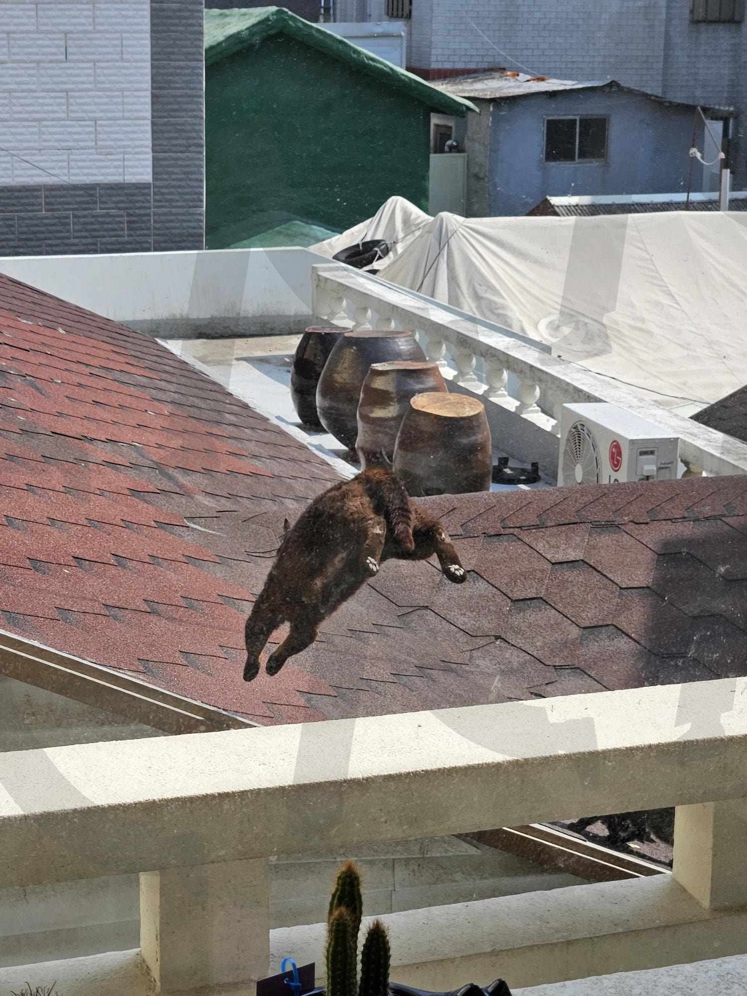 포착 | 고양이, 점프, 순간, 포착, 뒷모습, 귀여운, 벽돌, 지붕, 부산 | 스탠바이 STANDBUY 디지털 콘텐츠