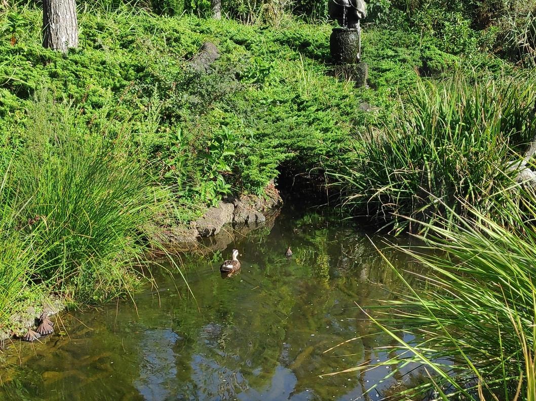 여름의 푸릇함 | 여름, 푸릇함, 썸네일, 오리, 물가, 계곡, 풀, 햇빛, 날씨, 풍경, 배경, 이끼 | 스탠바이 STANDBUY 디지털 콘텐츠
