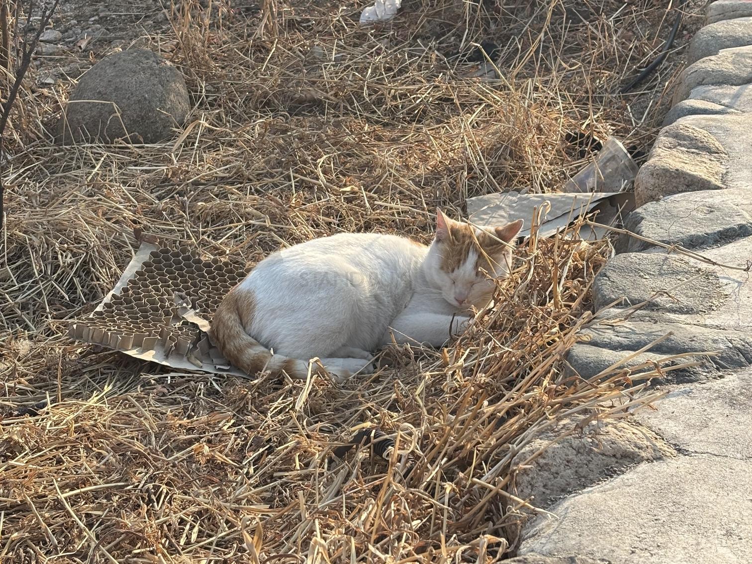 길가다 마주친 고양이 선생 | 길양이, 고양이, 가을, 휴식, 여유로움, 평안함, 썸네일 | 스탠바이 STANDBUY 디지털 콘텐츠