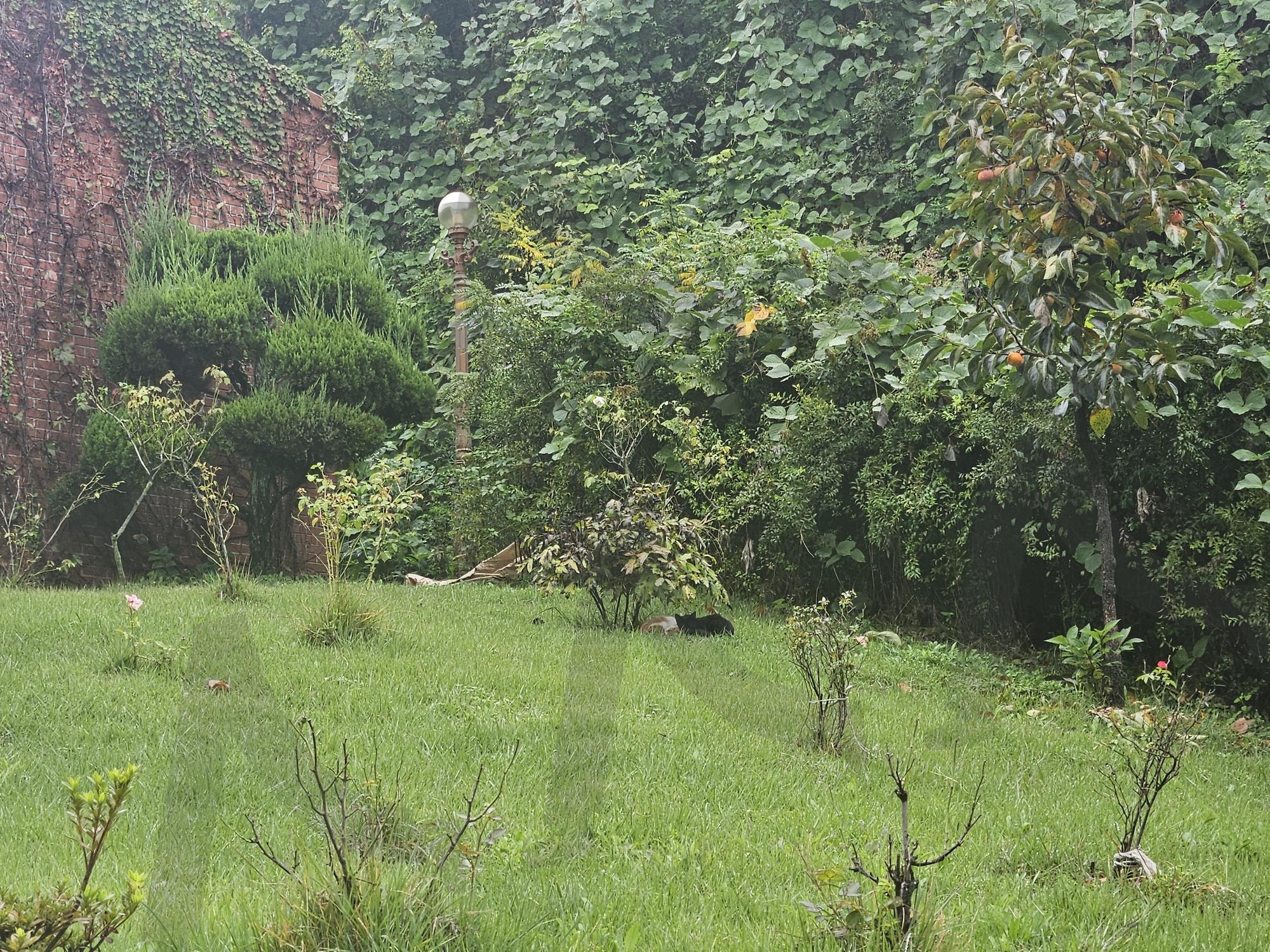 비를 피하는 고양이 | 대구, 고양이, 두마리, 무더위, 분위기, 휴식, 우산, 풀, 썸네일 | 스탠바이 STANDBUY 디지털 콘텐츠