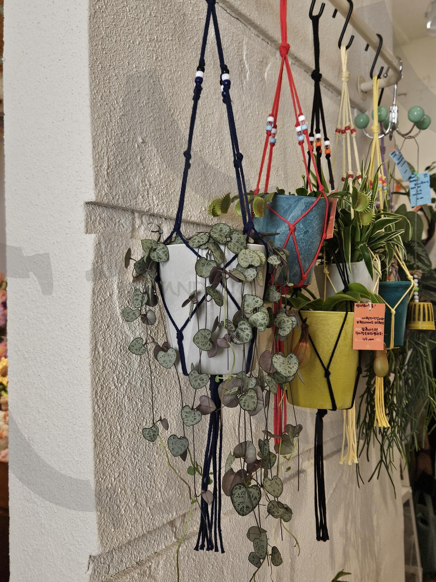 주렁주렁 마음이 편안 | 식물, 구경, 부산, 여행, 서면, 소품샵, 화분, 생명, 친구 | 스탠바이 STANDBUY 디지털 콘텐츠