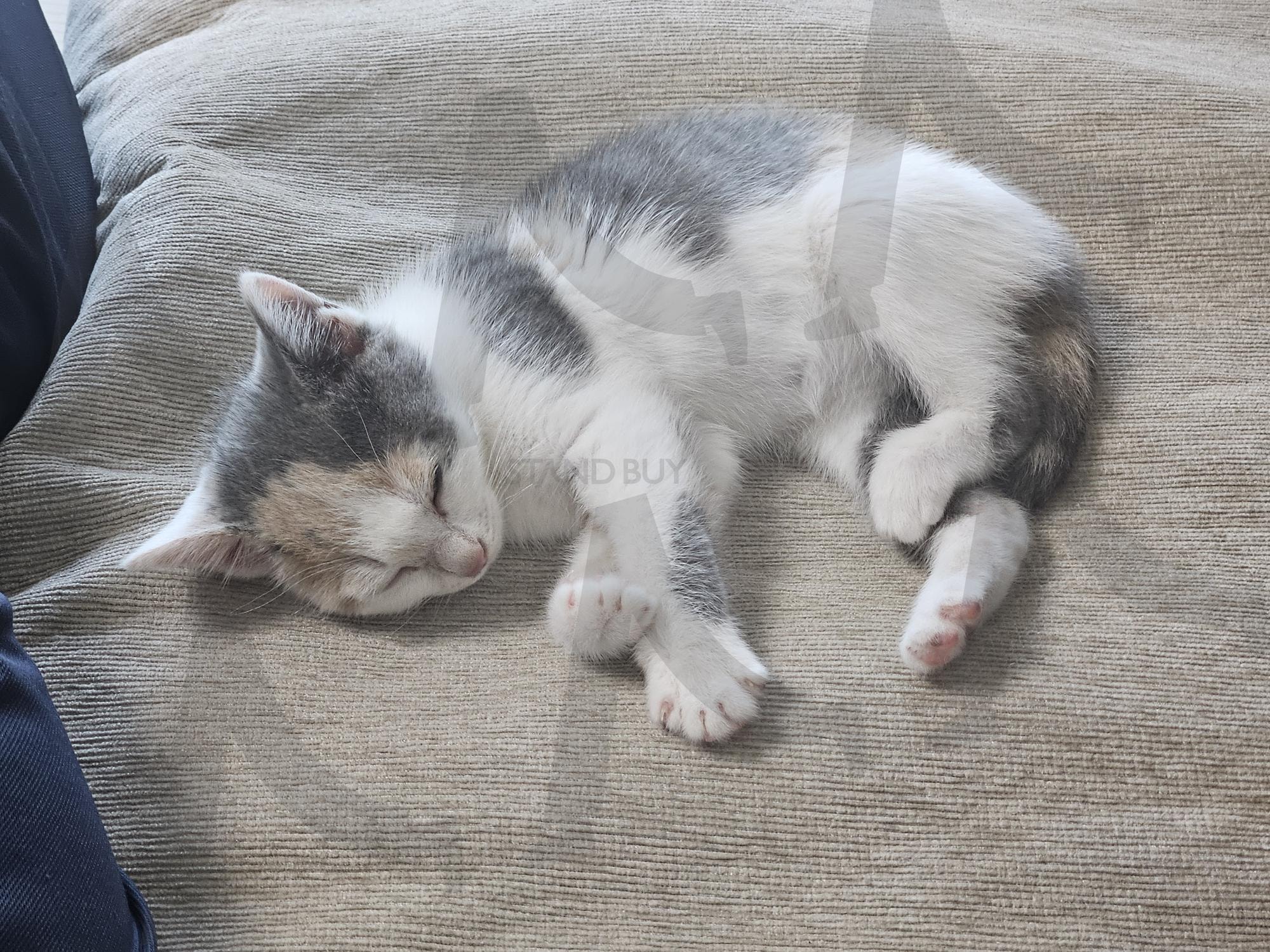 코코 잘 자는 아기 고양이 | 아기 고양이, 새끼 고양이, 잠자는, 귀여운, 새끼, 아기, 고양이, 발바닥, 말랑, 고집, 썸네일 | 스탠바이 STANDBUY 디지털 콘텐츠