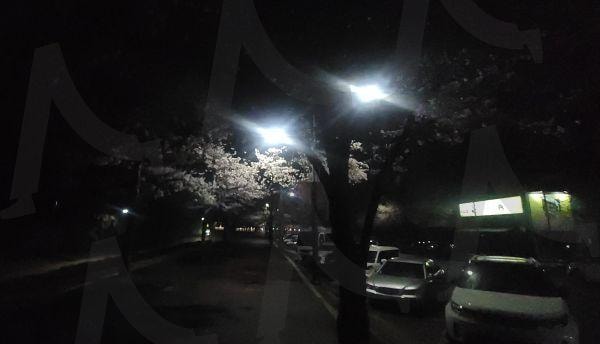 야간벚꽃 | 벚꽃, 벛꽃축제, 거리벚꽃, 벚꽃놀이, 봄벚꽃 | 스탠바이 STANDBUY 디지털 콘텐츠