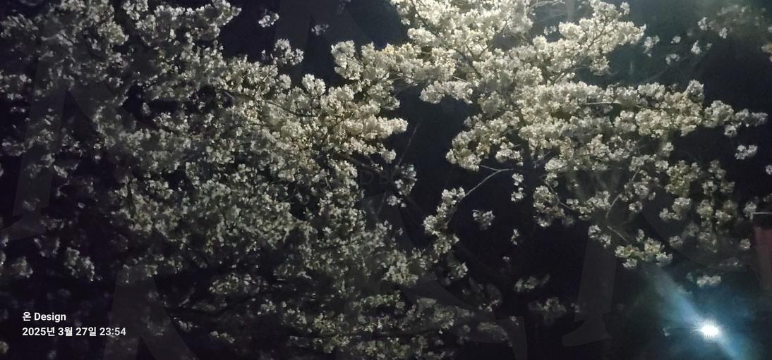 야간벚곷이 너무 예뻐서 잠깐 찍어봤습니다. 야간벗꽃 보기 좋아요. | 야간벚꽃, 벚꽃, 아름다운벚꽃, 벗꽃축제, 예쁜벚꽃 | 스탠바이 STANDBUY 디지털 콘텐츠