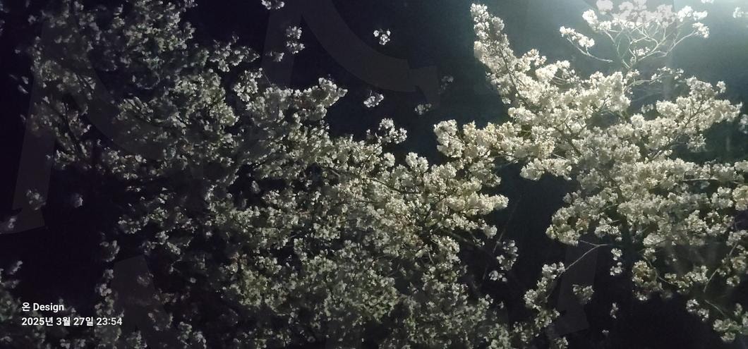 벚꽃놀이, 벚꽃 야간입니다. | 야간벚꽃, 벚꽃노리이, 봄벚꽃, 벗꽃, 벚꽃축제 | 스탠바이 STANDBUY 디지털 콘텐츠