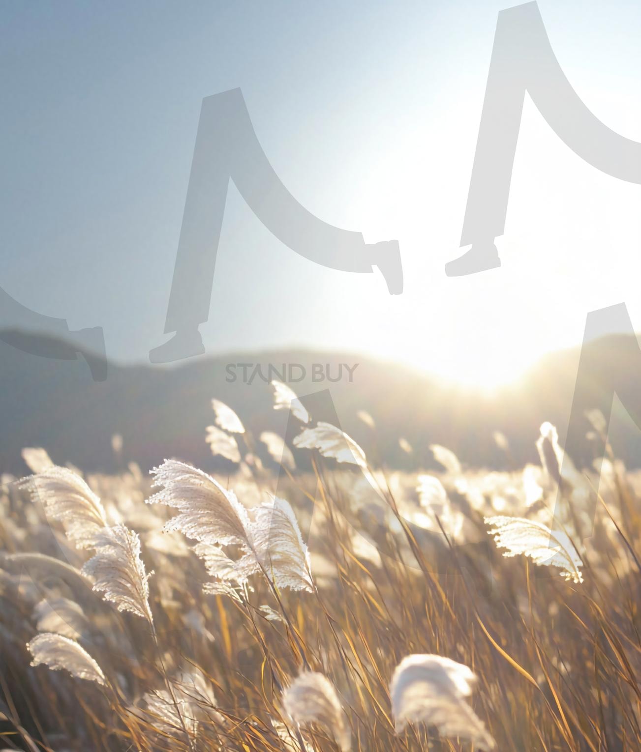 갈대밭 | 갈대, 갈대밭, reed, reed field, 자연, 네이처, 들판, 식물, 목초지, 경관, ai | 스탠바이 STANDBUY 디지털 콘텐츠