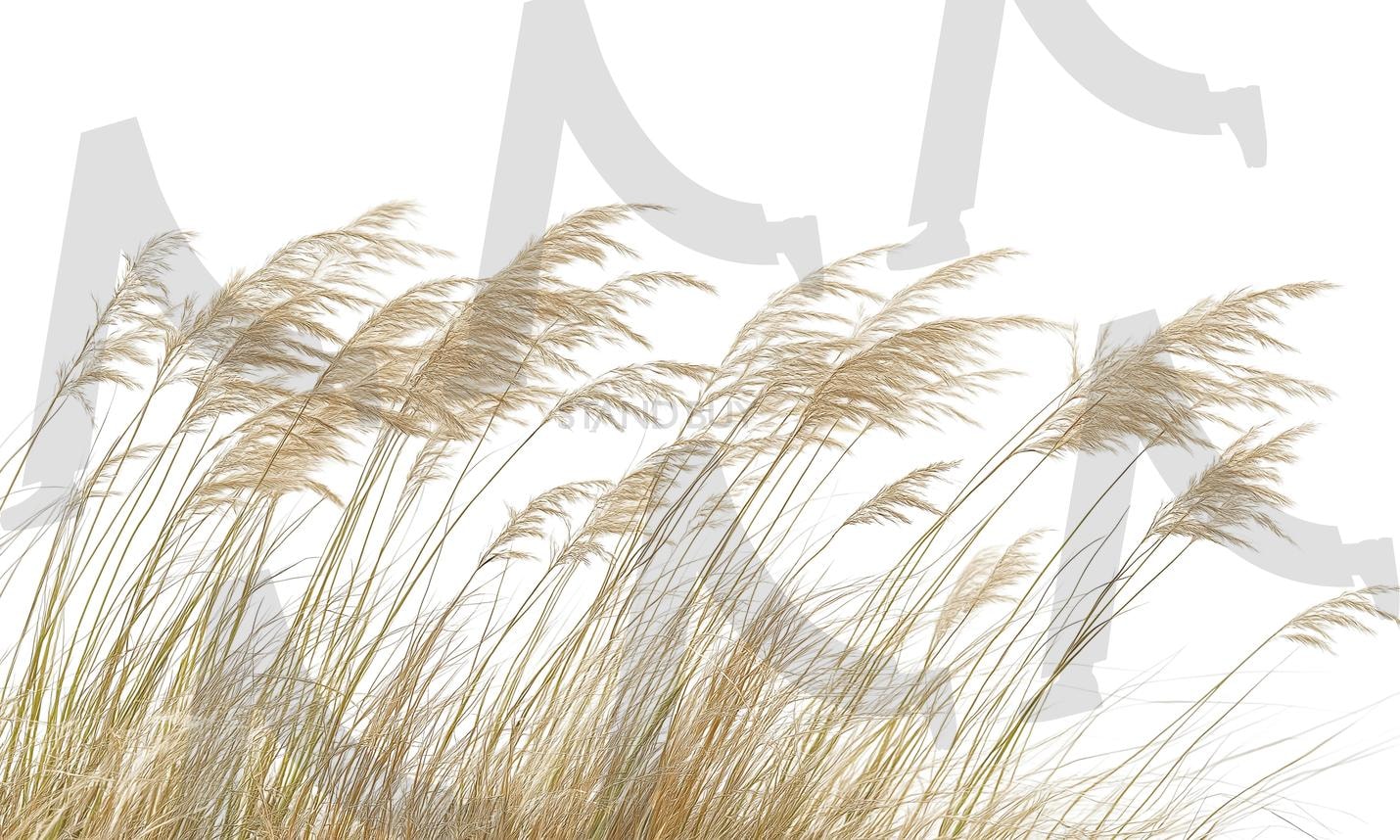 갈대밭 | 갈대, 갈대밭, reed, reed field, 자연, 네이처, 들판, 식물, 목초지, 경관, 바람, ai | 스탠바이 STANDBUY 디지털 콘텐츠