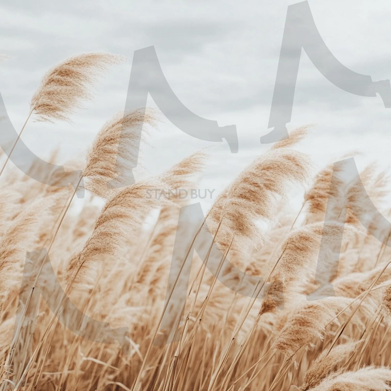 갈대밭 | 갈대, 갈대밭, reed, reed field, 자연, 네이처, 들판, 식물, 목초지, 경관, 바람, ai | 스탠바이 STANDBUY 디지털 콘텐츠