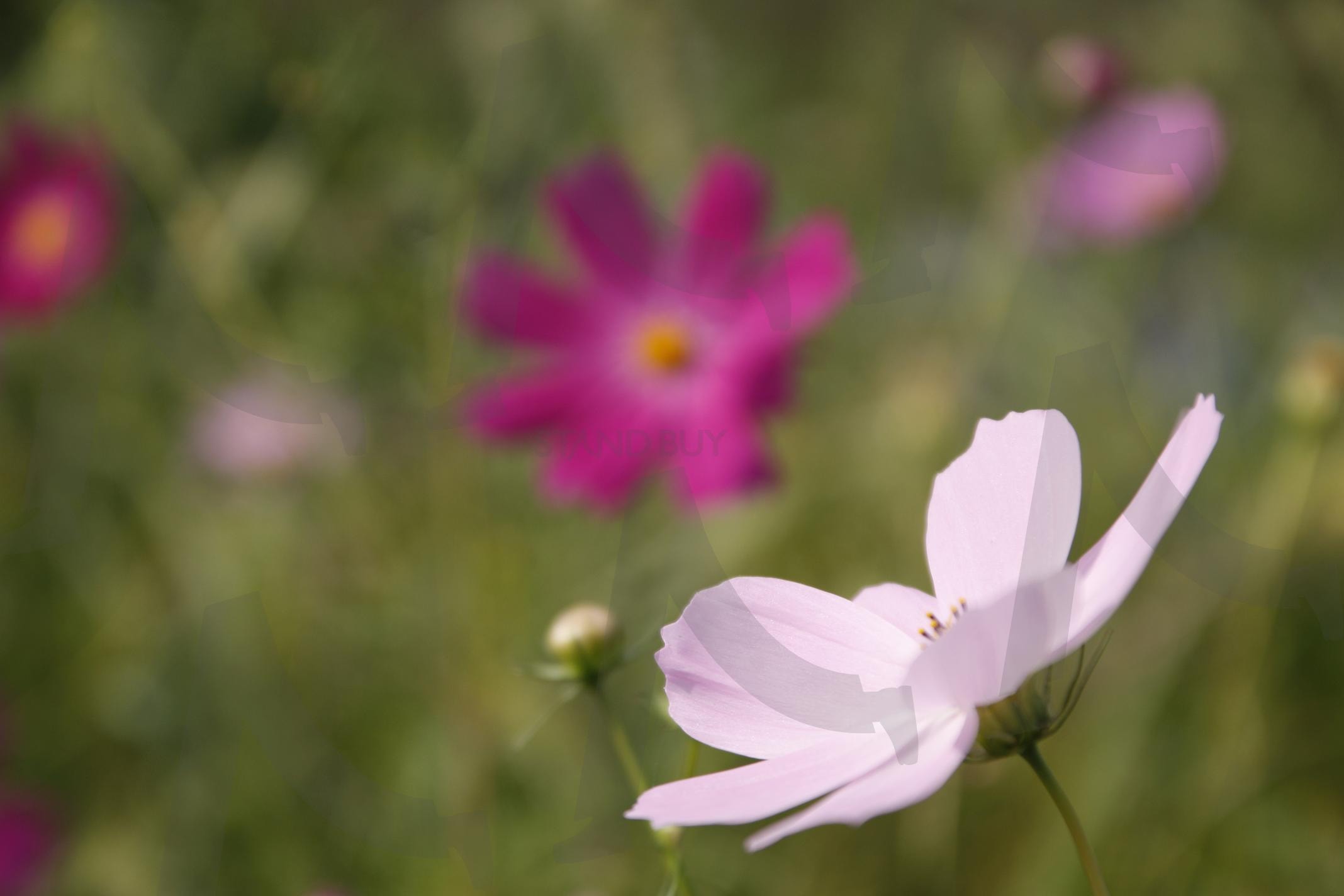 코스모스접사 | 코스모스, 가을, 논, 논길, 코스모스접사, 꽃, 꽃접사 | 스탠바이 STANDBUY 디지털 콘텐츠
