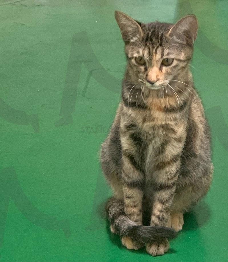 고양이 | 고양이, 냥이, 국산고양이, 도둑냥이, 고냥이 | 스탠바이 STANDBUY 디지털 콘텐츠