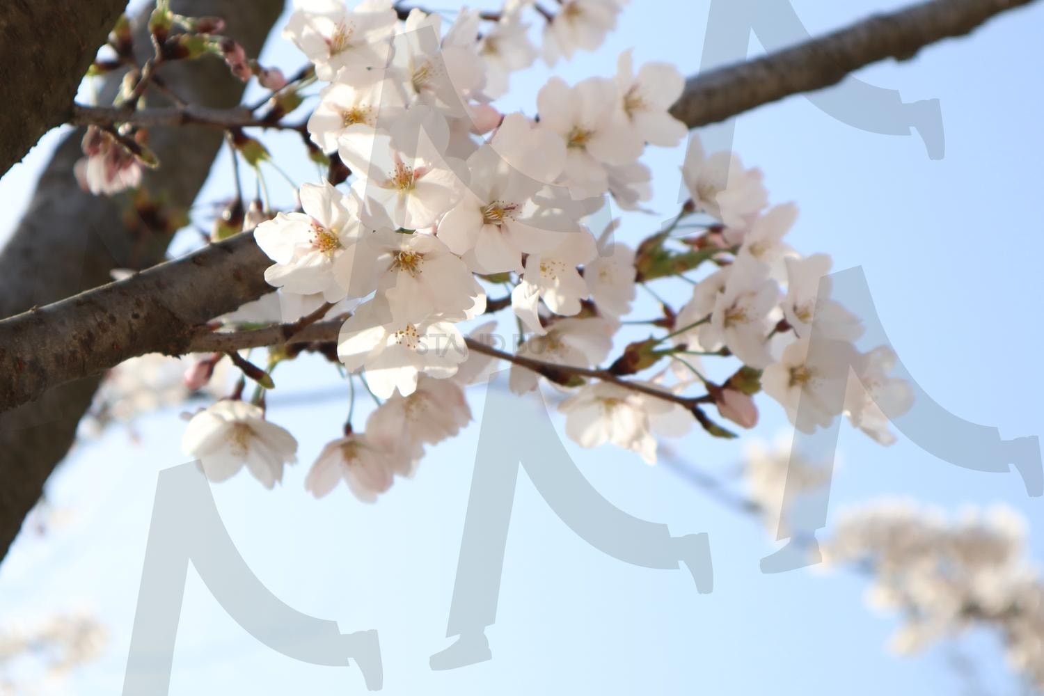 벚꽃 | 벚꽃, 벚꽃접사, 꽃사진, 나무, 접사사진 | 스탠바이 STANDBUY 디지털 콘텐츠