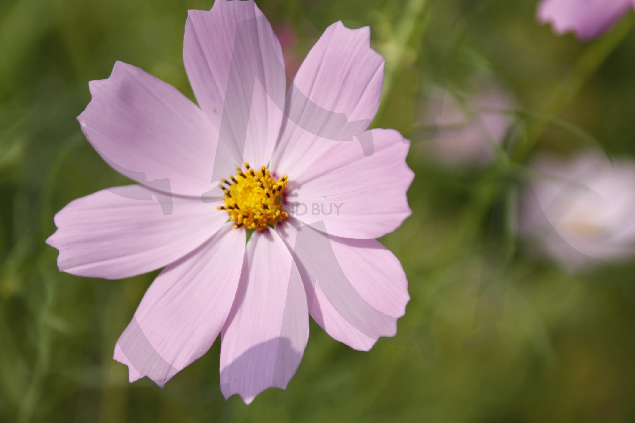 코스모스 | 꽃, 코스모스, 가을, 접사, 코스모스접사, 꽃사진, 아웃포커싱 | 스탠바이 STANDBUY 디지털 콘텐츠