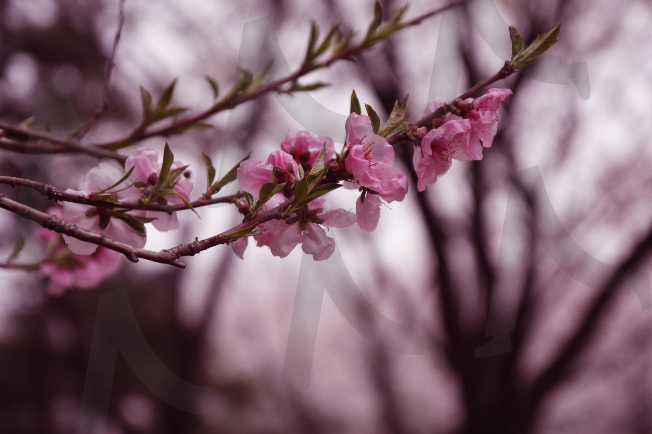 꽃 접사 | 꽃, 벚꽃, 꽃나무, 사쿠라, 봄 | 스탠바이 STANDBUY 디지털 콘텐츠