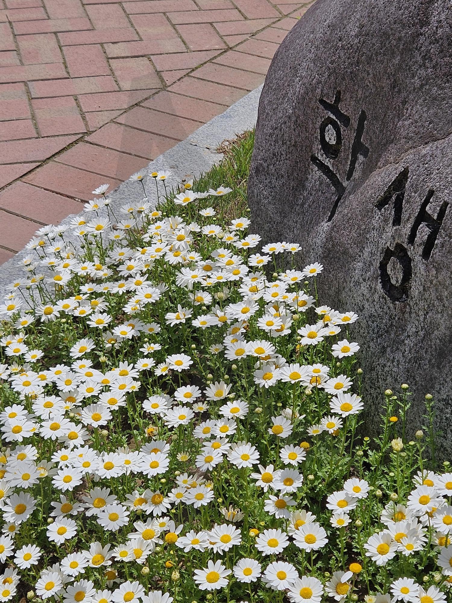 꽃과 학생 | 꽃, 여름, 학생, 대구, 캠퍼스, 계명대, 화창한, 날씨, 더위 | 스탠바이 STANDBUY 디지털 콘텐츠