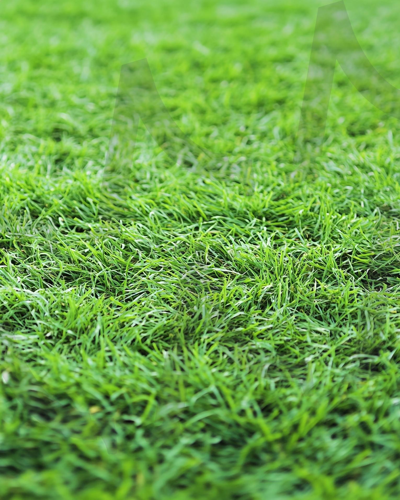 풀밭 | 풀밭, 잔디, 잔듸, 그린필드, 전원, 자연, grass, grass field, 자연풍경, 잔디밭, 초록, 들판, 목초, Green, 목초지, 네이처, 농장, 식물, ai | 스탠바이 STANDBUY 디지털 콘텐츠