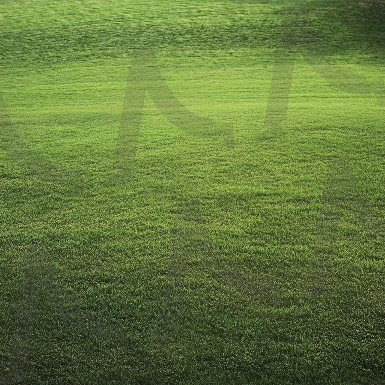 초원 | 풀밭, 잔디, 잔듸, 그린필드, 전원, 자연, grass, grass field, 자연풍경, 잔디밭, 초록, 들판, 목초, Green, 목초지, 네이처, 농장, 식물, 초원, ai | 스탠바이 STANDBUY 디지털 콘텐츠
