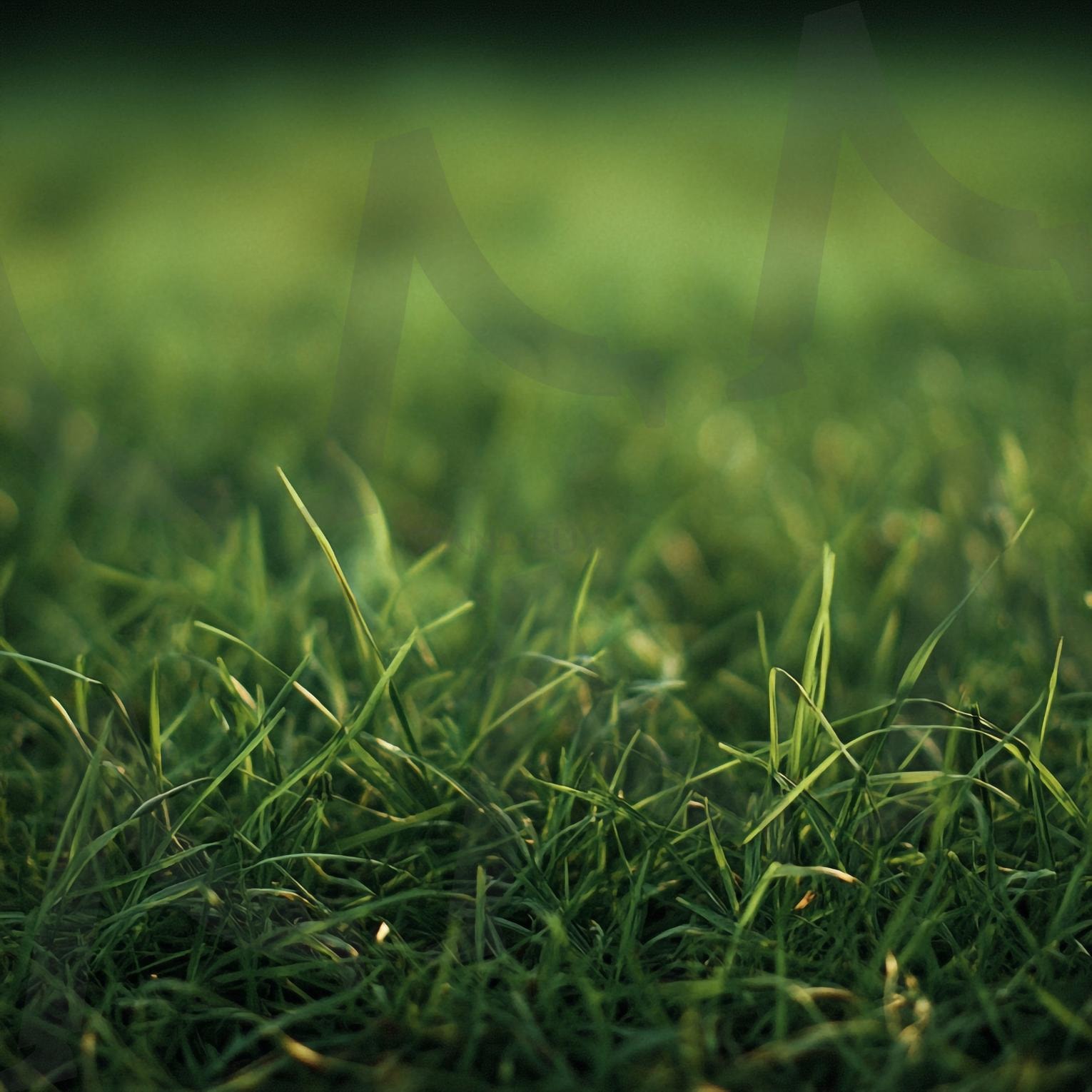 들판 | 풀밭, 잔디, 잔듸, 그린필드, 전원, 자연, grass, grass field, 자연풍경, 잔디밭, 초록, 들판, 목초, Green, 목초지, 네이처, 농장, 식물, ai | 스탠바이 STANDBUY 디지털 콘텐츠