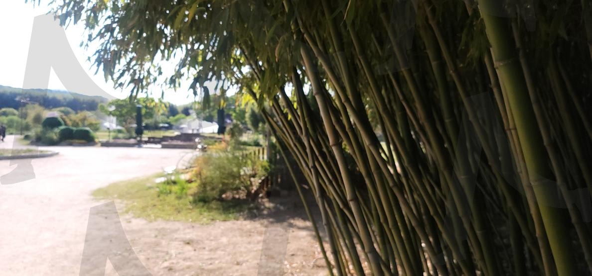 대나무, 태화강 국가정원 | 대나무, 대나무숲, 죽순, 국가정원, 정원 | 스탠바이 STANDBUY 디지털 콘텐츠