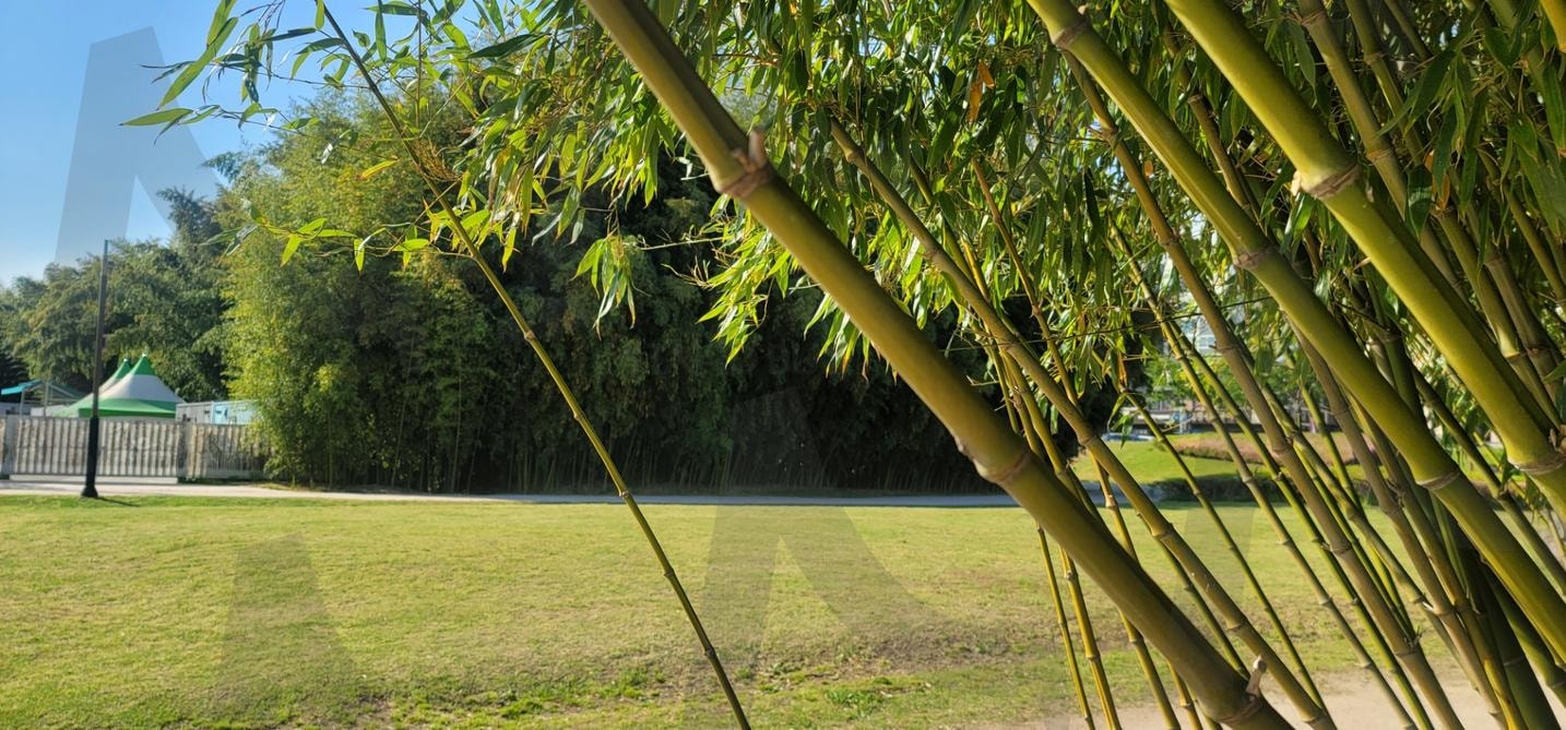 대나무, 울산국가정원나무, 울산국가정원 | 대나무, 대나무숲, 태화강국가정원, 죽순, 울산공원 | 스탠바이 STANDBUY 디지털 콘텐츠